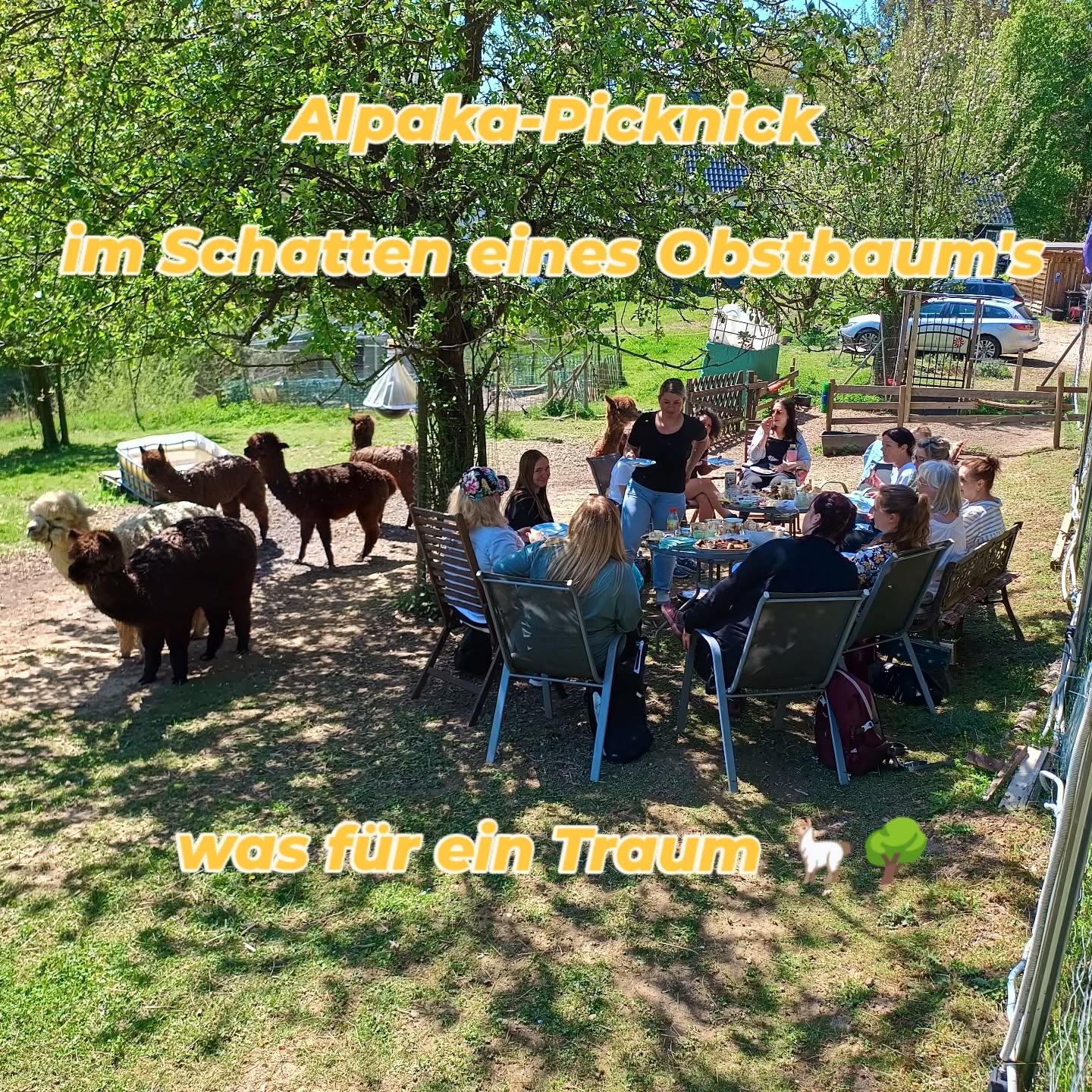 Bei den @obstwiesen.alpakas wird wieder gepicknickt. Im kühlenden Schatten eines blühenden Apfelbaum's und dann noch umgeben von Alpakas! So sieht es wohl im Paradies aus 😃🦙🌳🔆!
#paradise #paradies #apfelblüte #apfelbaum #alpaka #alpaca #alpakasofinstagram #alpacasofinstagram #picknick #pepperdasobstwiesenalpaka #badmunstereifel #badmünstereifel #euskirchen #beer #bier #cologne #köln #euskirchen #ahrtal #eifel #alpakapicknick