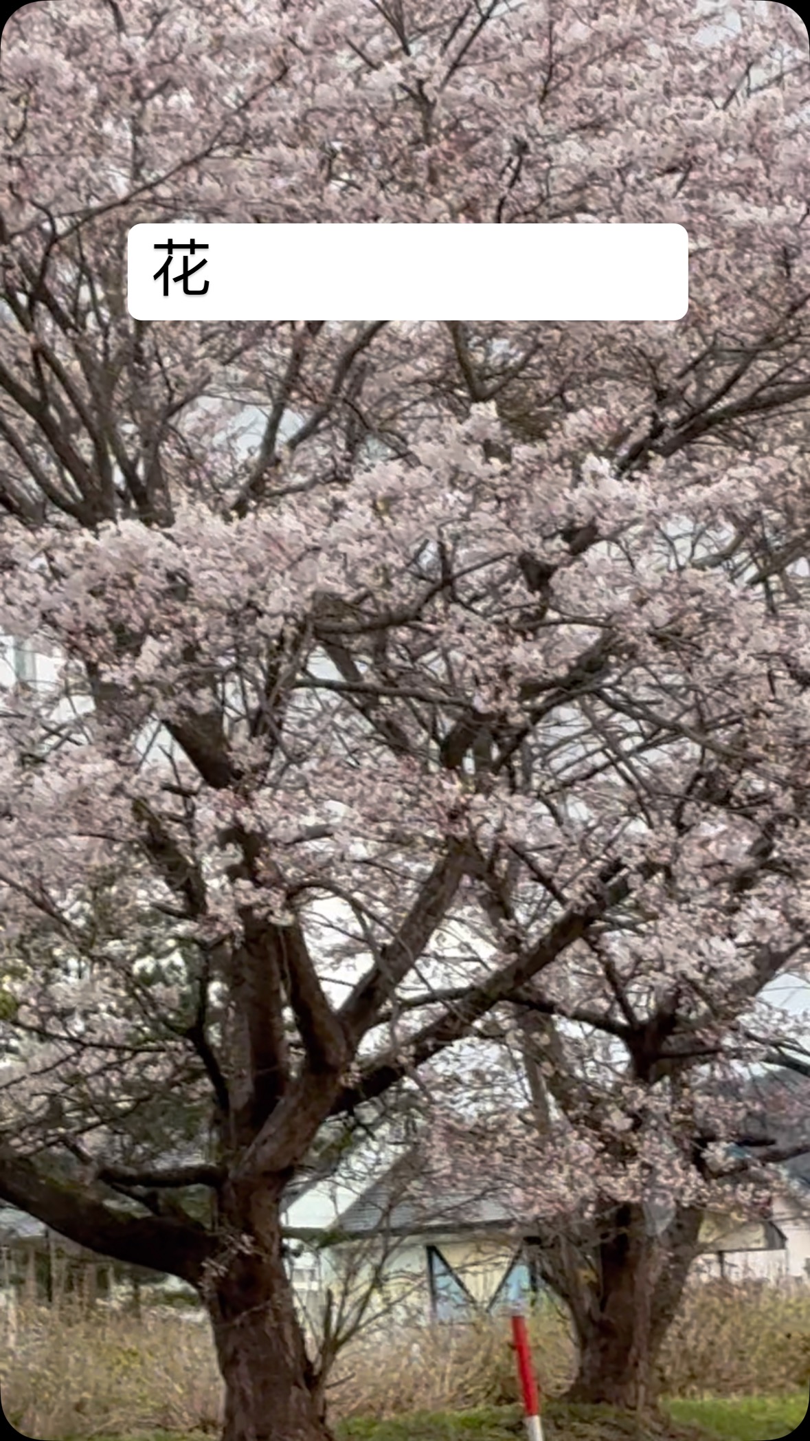 #蓮 #レインボーハス園 #生出 #双頭蓮 #生前整理 #八幡平市 #ハウスクリーニング #