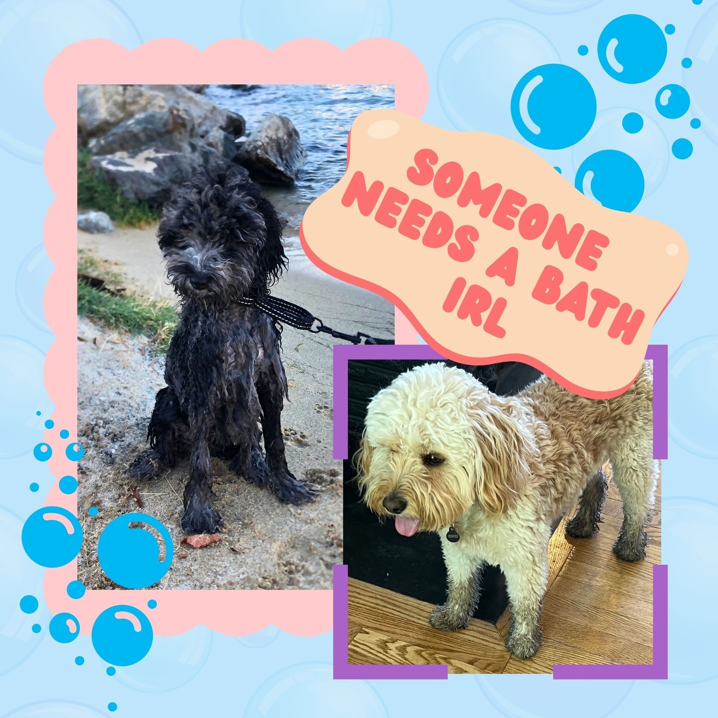 The genuine Mo enjoys a soothing lavender soak too. 🛁💙 #BubbleBathBuddies #RealMoAndMilo #LavenderLove #BathTimeFun #RelaxationMode