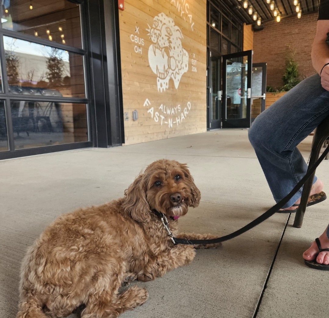 Training doesn’t have to stop because of the weather! 🌧️
Working in pet-friendly spots is a great way to practice:
✔️ Obedience in new environments
✔️ Ignoring distractions (other dogs, people, and smells!)
✔️ Confidence building in busy spaces
Need help? Our private lessons will set you and your dog up for success, no matter where you go!