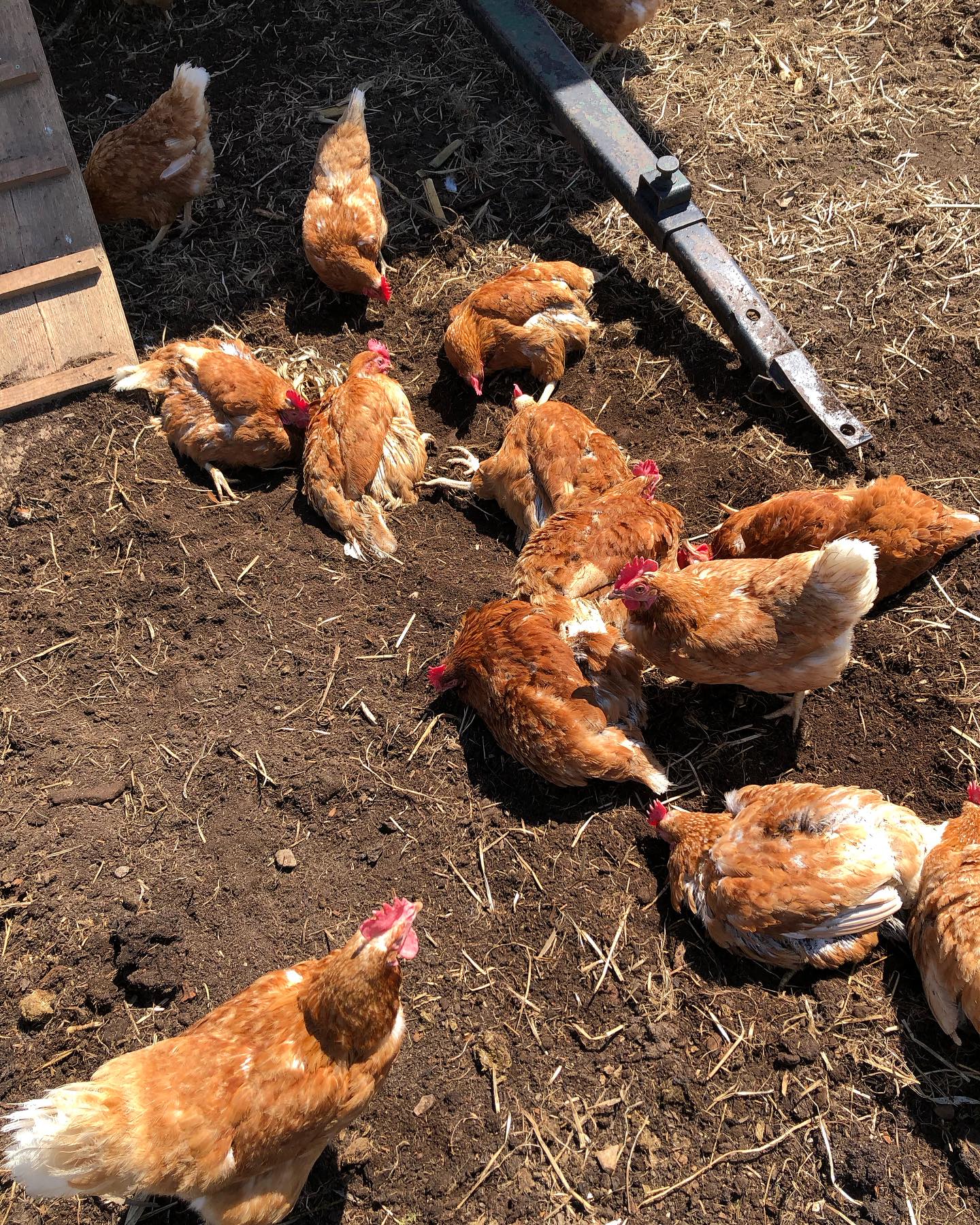 Moving day on the farm thanks @della.to for all your help #freerange chickens #buylocal #pasturedeggs