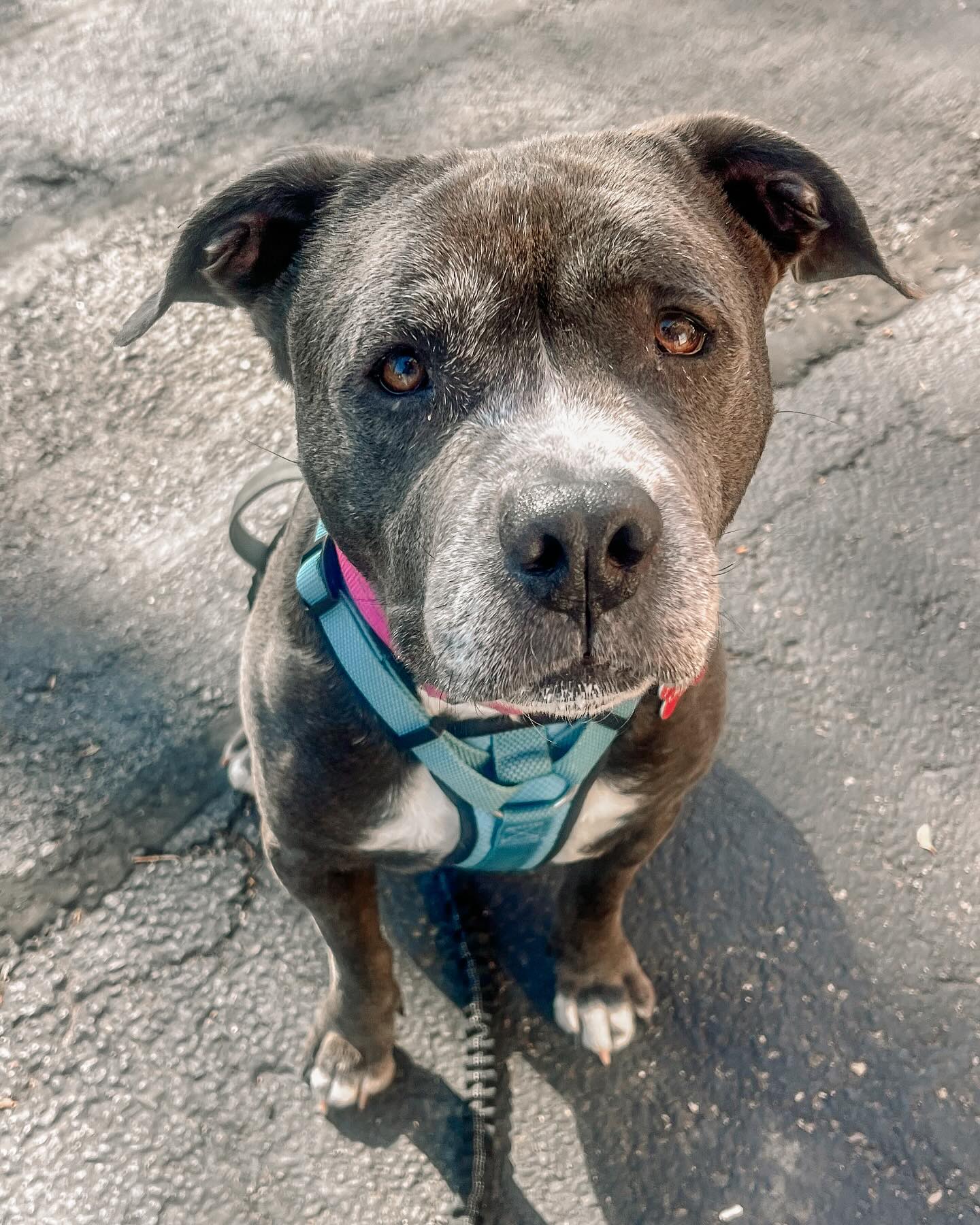 She might be a late bloomer, but she’s blooming beautifully! 🌸 With private lessons and lots of love, she’s learning so much—polite leash walking is our top priority. Her favorite reward? A squeeze of something soft and tasty from her treat tube!