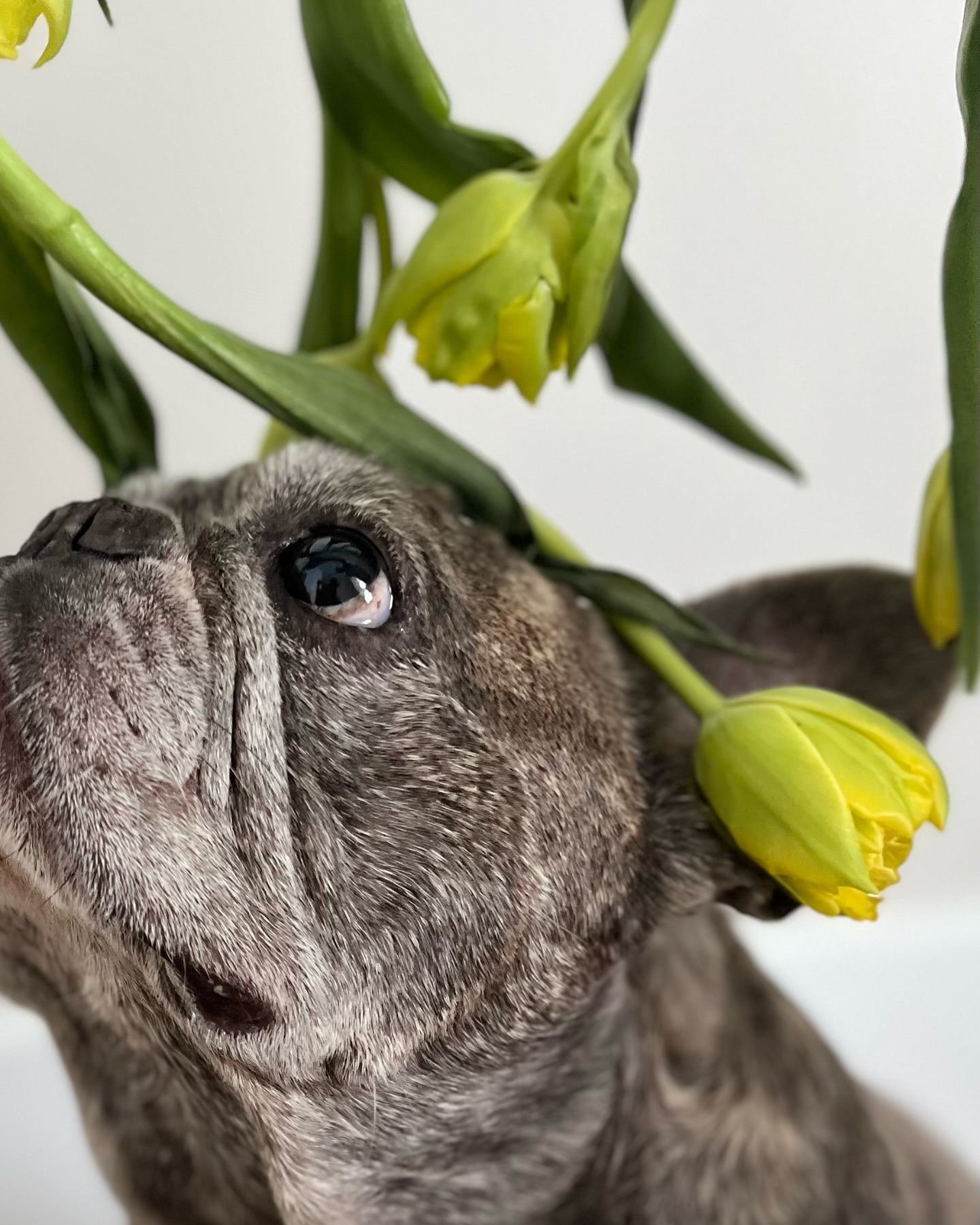Wir wünschen euch einen schönen Ostersonntag 🐇🐣🌷 und viel Freude beim Leckerli suchen! 👀 🫶🏻
—————————————————————
www.murphysbox.de
—————————————————————
⠀⠀⠀⠀⠀⠀⠀⠀⠀⠀⠀⠀⠀⠀⠀⠀⠀
#hundeliebe #happyeaster #froheostern #ostern #happydog #tulips #spring #mydog #pawsome #hundeglück #hundegeschenk #doglover #dogsofinstagram #hundefotografie #hundemama #hundemensch #dogstore #organic #nurdasbeste #dogs #ilovemydog #smallbusiness #organicdogtreats #healthydogtreats