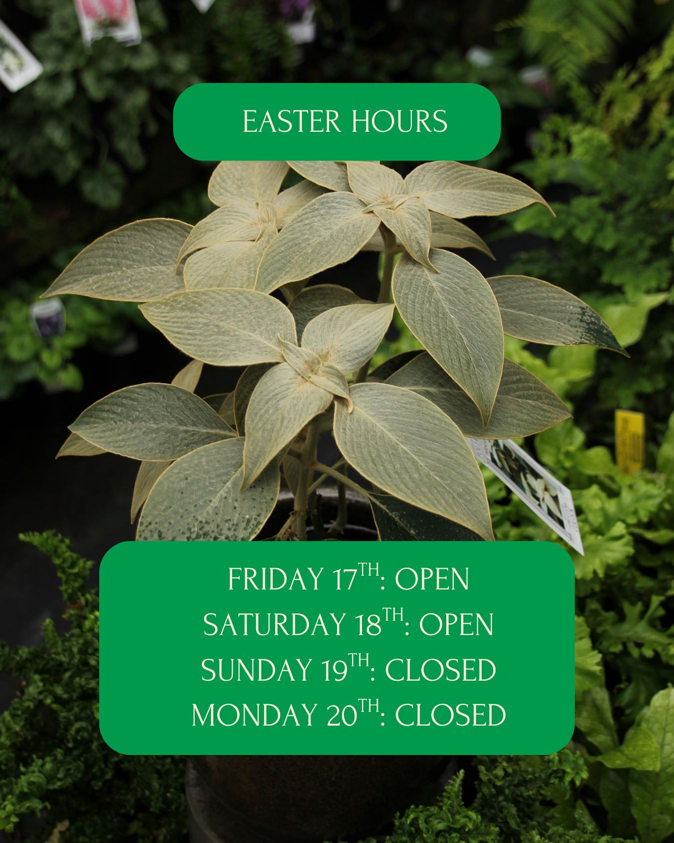Hello! 👋
We’re open Friday & Saturday this Easter weekend.
So many beautiful plants sitting pretty in the nursery at the moment. Come by for a browse and enjoy this mid autumn warm spell 🍭🌿
#lygonstreet #nursery #brunswick #shoplocal #easter