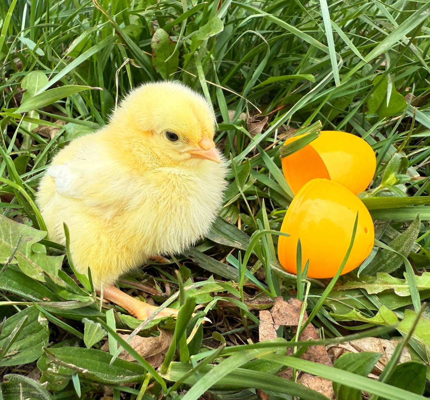 Remember this Easter that new life is always available to us. No matter what life has brought, Jesus is eager to help you begin again. ✝️🐣