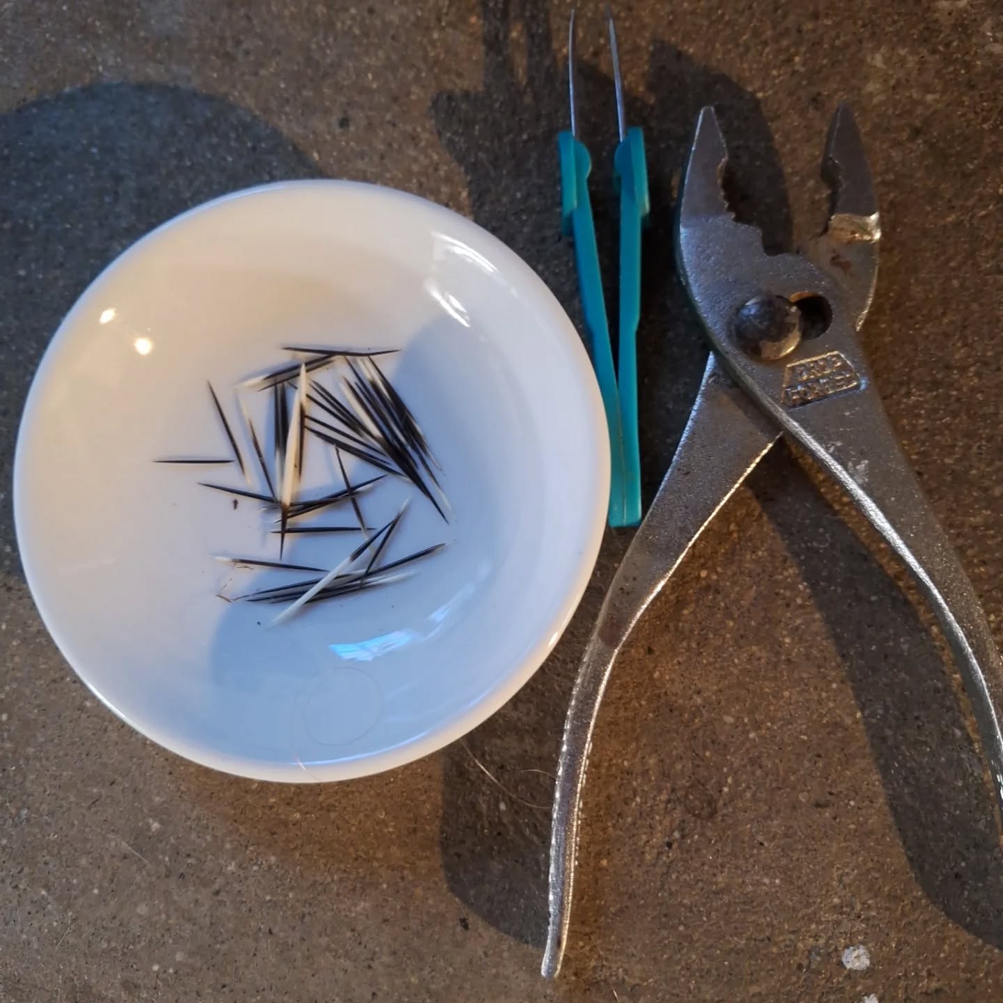 Will Hazel ever learn it's a bad idea to try and bite a porcupine on the butt? She was remarkably chipper last night after I'd pulled 40 quills out of the roof of her mouth. Me, not so much.
.
.
.
.
.
.#porcupine #dumbdog #mainewildlife