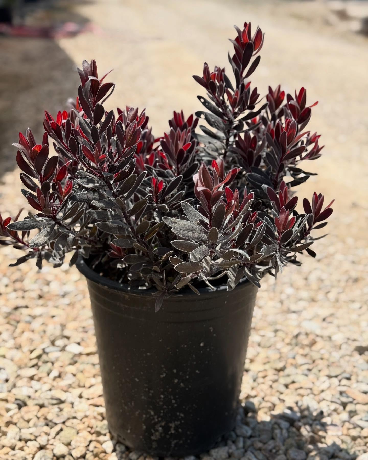 Happy Friday! Today we’re sharing a selection of plants looking nice and ready to sell. Give us a call to place your order today. (805) 964-8270
Pictured in order: 5 g - Leucadendron ‘Ebony’, 1 g - Kniphofia Glowstick, 1 g - Stachys Key Lime