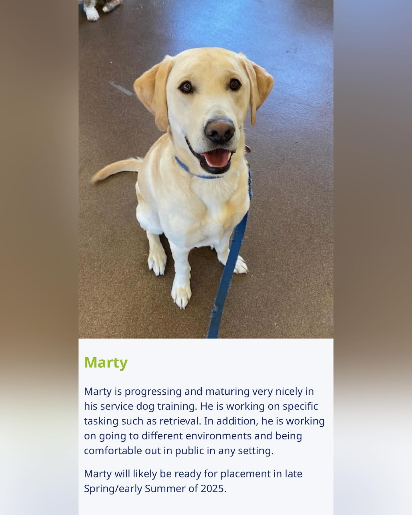 This is Marty, he’s almost ready for his first job for a veteran or first responder who’s in need of a service dog.
The cost for Marty’s training is covered by generous donors.
If you know a veteran or first responder who’s in need and interested, please go to www.celldogs.org and find out more.
PS - we’re only helping to locate Marty a new home, we don’t work with dogs, only horses.