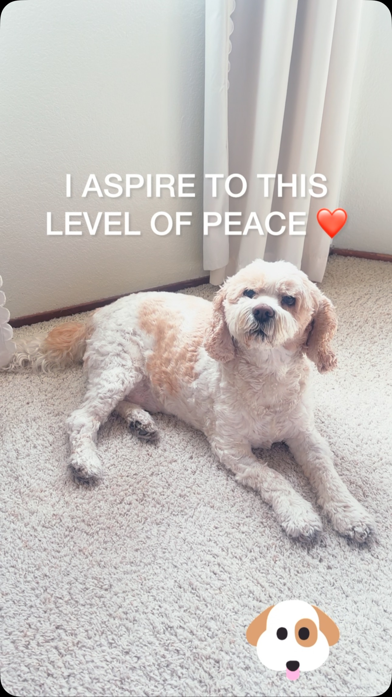 This little soul… Corey.
Always waiting by the door.
Loves me on my best days and my messy ones.
Follows me like I hung the moon.
No judgment, just tail wags and heart eyes.
Unconditional love wrapped in fur and floppy ears.
Honestly? I don’t deserve this level of cute.
#dogmomlife #adoptdontshop #loveineverywag #pawprintsonmyheart