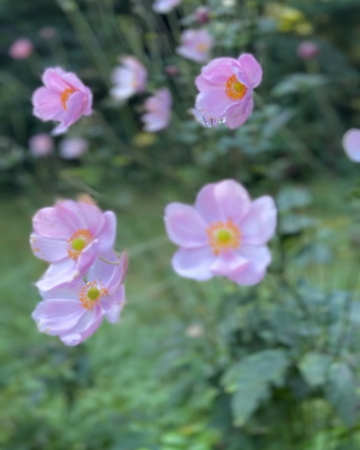 Thank you to the seven souls who joined me @fireicewellnessbristol yesterday for my first Rest & Replenish Sunday gathering.
The simplicity and surroundings of the River Room studio in @westburywildlifeparkfoundation were inviting to support our restorative rest practice too.
But haven’t got loads of glossy photos to share here. No swimwear shots taken. No yoga flow videos or closely documented moment by moment reels.
You see, whether an afternoon, or whole weekend retreat, our gatherings are never about me getting the curated IG photoshoot (an influencer I will never be 🙃).
Tbh I intentionally keep my phone away, hidden (but also to hand, if needed for music). The same as I encourage everyone to unplug to unwind. I’m present for you this way too.
Screen-free spaces open the door for true connection and for our busy, digitally addicted tired-wired body-minds to begin to meander towards rest.
Please know your practice is always your own.
No timelapse set-up of flows, cos it might look cute on these squares. Savasana is your space to explore ‘being’.
Your space to explore surrendering, softening, nervous system safety, settling to rest and returning to presence. This doesn’t need to be captured on camera. It’s is real regardless. ✨
🌱Do you value screen free opportunities to rest, breathe, and ‘be’? To hang out with like-minded souls or value this authenticity too?
⬆️ Head to my site - link in bio - afternoon and weekend retreats await!
P.S I might take one pic, if the energy feels like this would be ok, or if you ask me, as we end a social hang-out. BUT I will always ask, and you can ALWAYS opt out.
#presentoverperfect
#authenticity
#yogapractice
#restorativeyoga
#screenfreetime
#yogateacher
#nervoussystemregulation
#being
#connection
#slowdown
#mindfulness