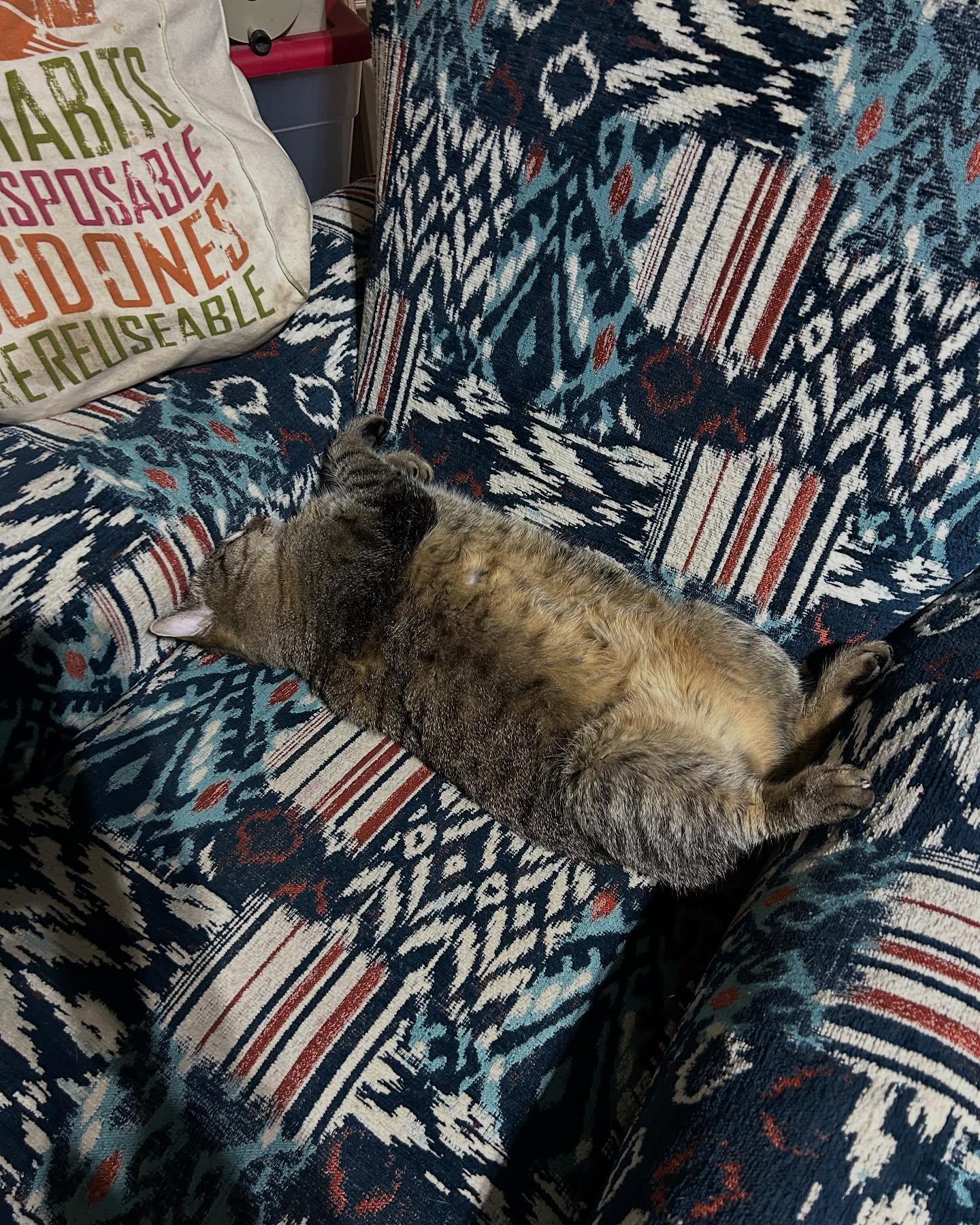 The Yoga Shack has a new general manager!! Meet Moxie! She’s an adventure cat through and through and leaves work on last minute excursions and doesn’t return for days. She’s highly opposed to capitalism so she’s overseeing our donation organization and storage. (It’s going slow so no new vids lately. 🤷♀️) She also takes long naps during work hours as a resistance practice. How are Snackpak and Mox getting along, you ask? They mostly just avoid each other in the office, which is cool, I guess? Except sometimes they come around the same corner at the same time and then growl at each other for a sec. (As evidenced by the last picture). But we are totally into autonomy and consent around here, so we are going as slow as these sweet babies need. ♥️♥️
Got any questions for Mox?!? Drop them here! She’s planning to do a live q&a within the next few weeks.
#YogaCamp #YogaCat #YogaCrafts #YogaDonations #YogaKids #FoCoYogaShack #CatManager