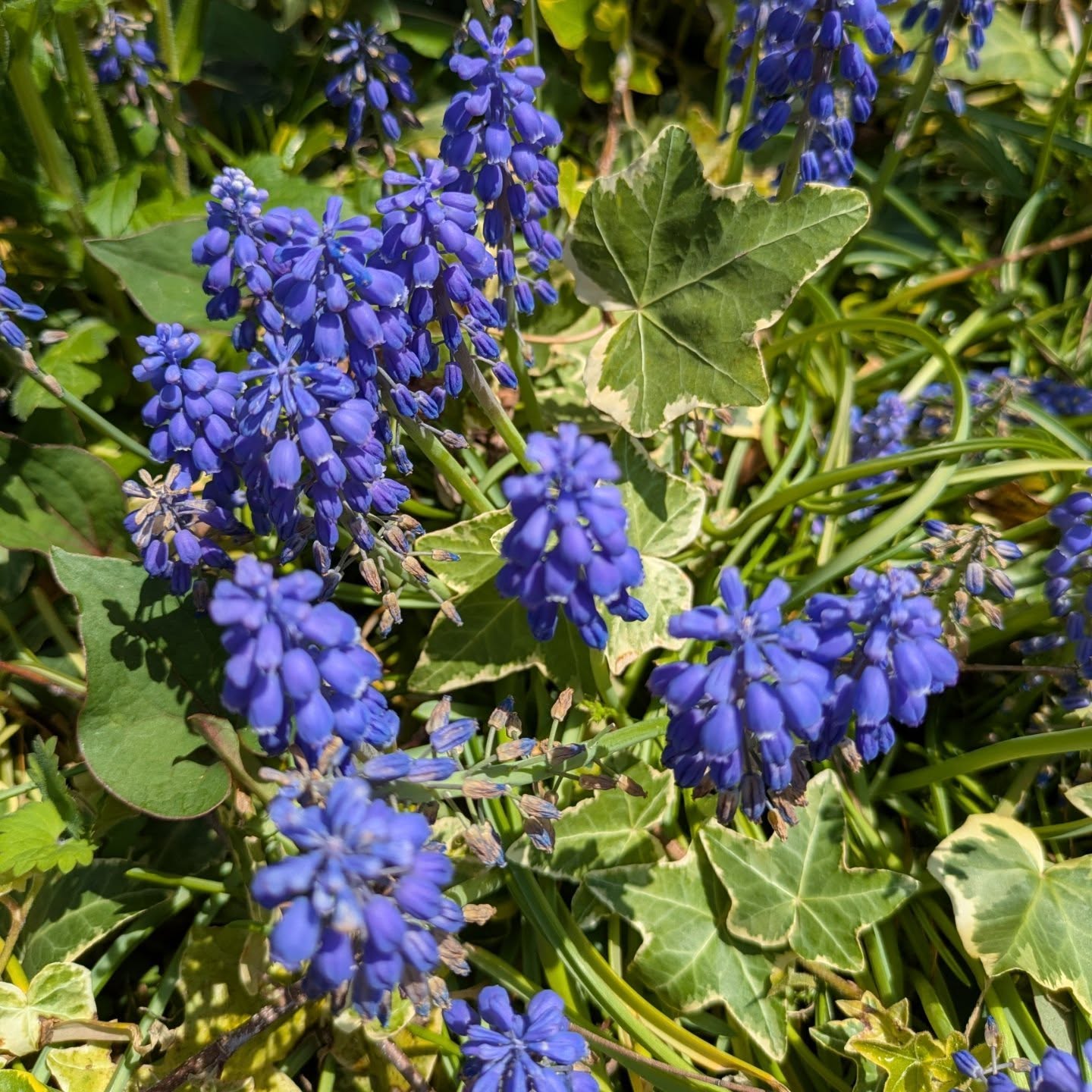 These wildflowers herald the "late spring" in the region. The last photo is a gift from the garden.