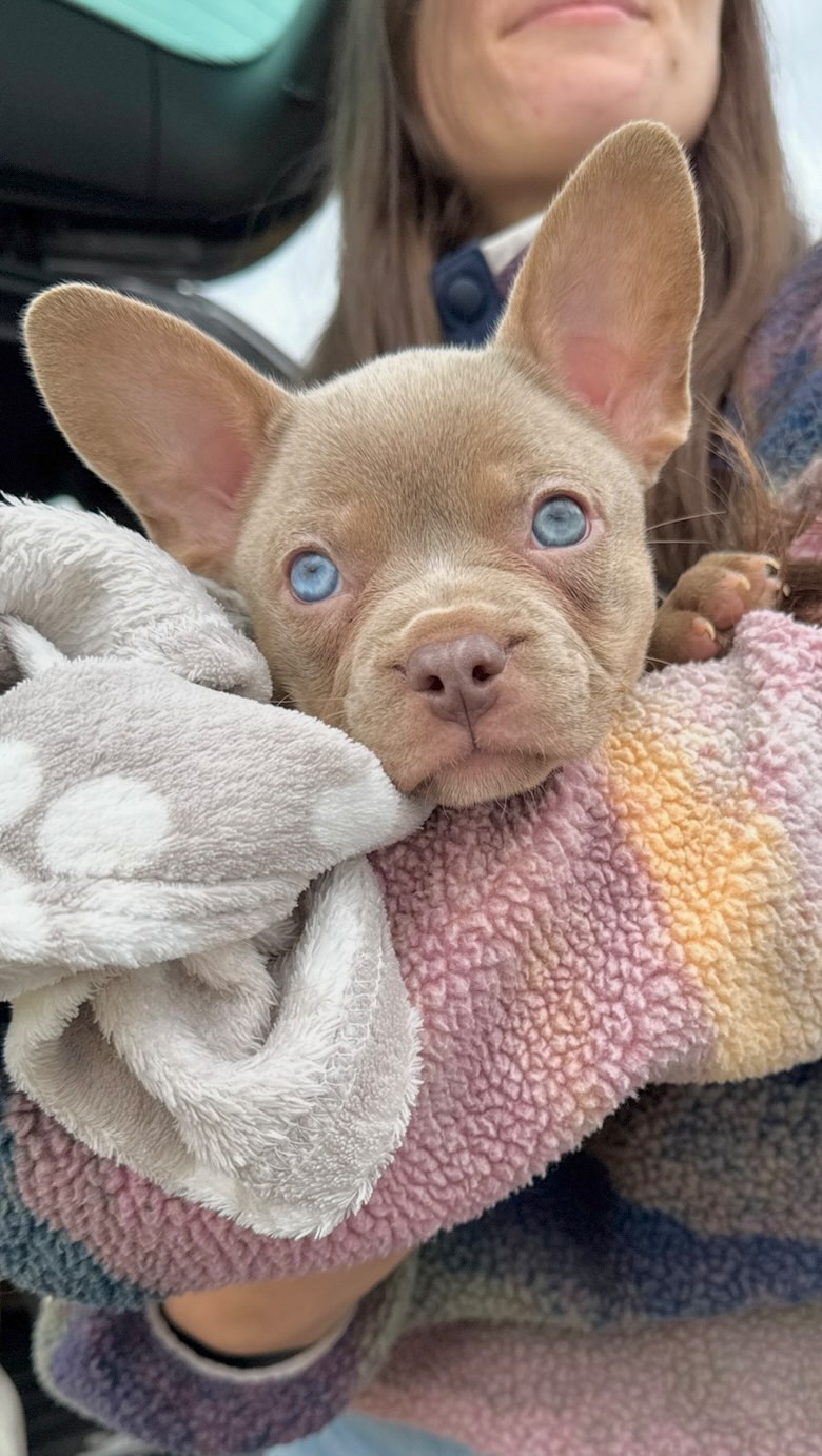 Minoa 🥹❤️
Eine wunderschöne Prinzessin in der Farbe Isabella, mit leicht dunkleren Tan-Abzeichen und leuchtend blauen Äuglein. 👀
Ein Traum auf vier Pfoten - einfach zum Verlieben. 🥹
#AlphaBully #sportlichebulldogge #französischebulldoggen #bulldoggswithnoses #bullymitnase #healthyfrenchie #frenchiesofinstagram #sportlichefrenchies #nasenbär #retrofrenchie #französischebulldogge #französischebulldoggedeutschland #französischebulldoggeschweiz #bullysmitnase #frenchiebreeder #bulldoggezüchter