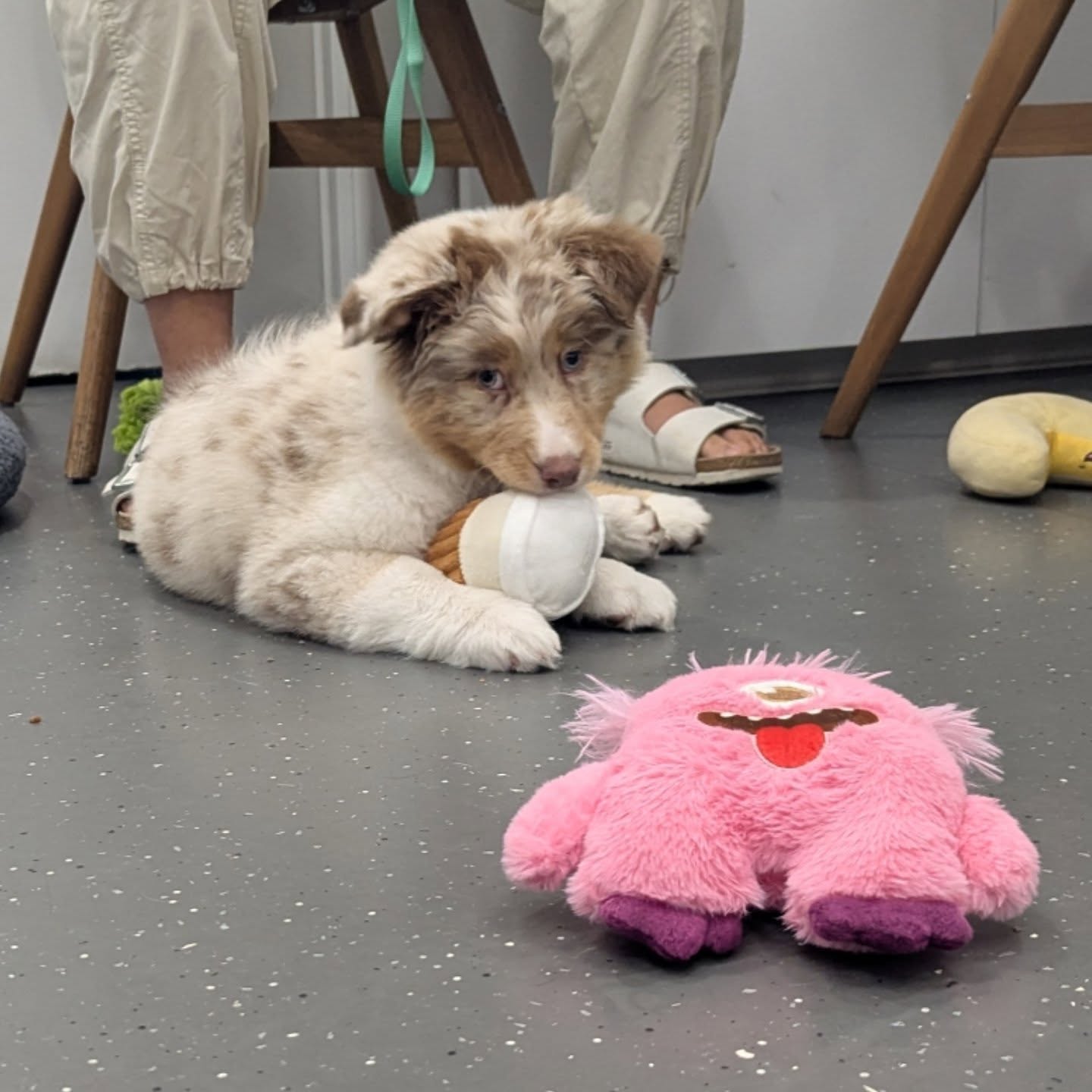 First lesson of April puppy school โ
So. Much. Cute ๐