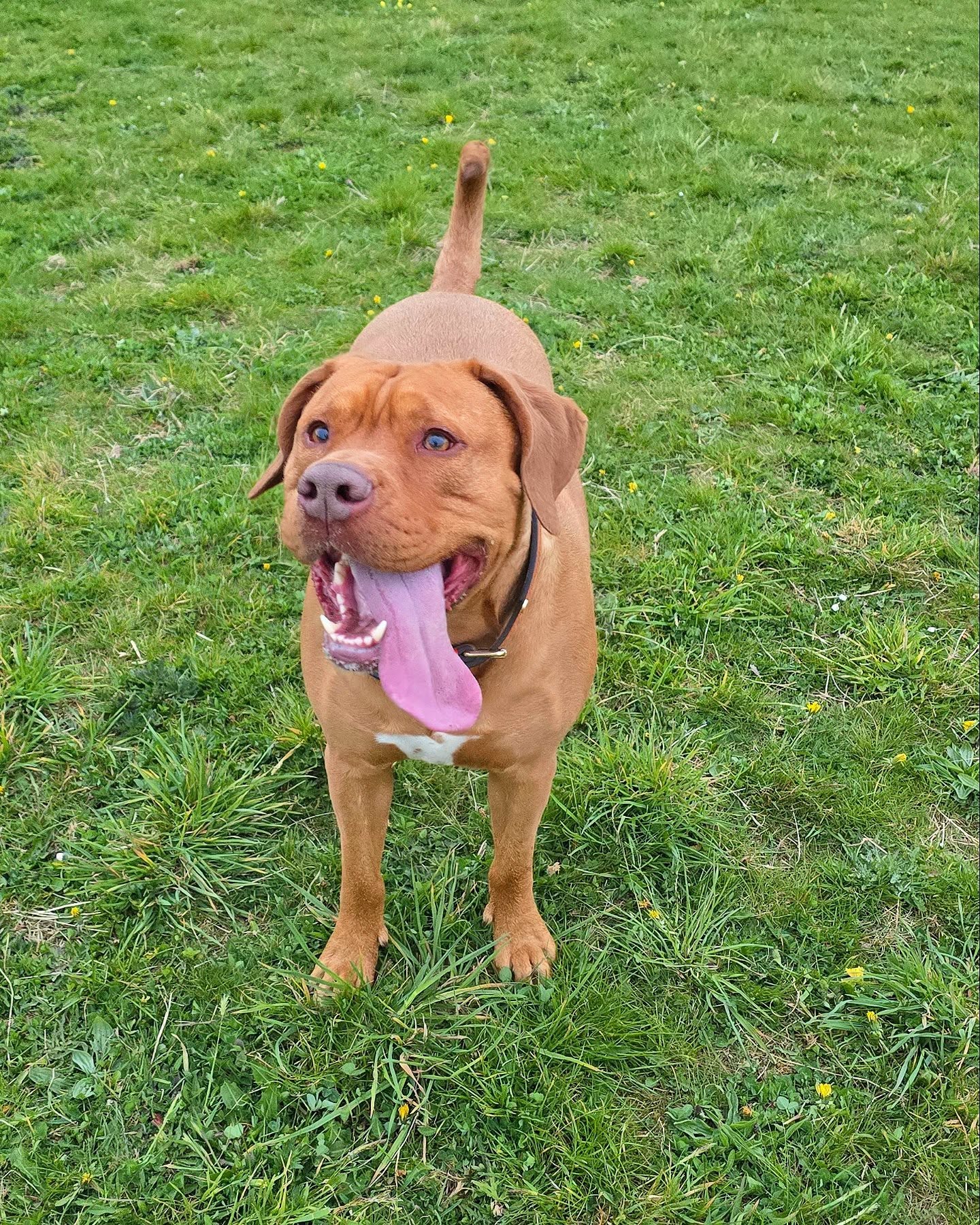 We love a late night session at Stanley's Meadow 🐾
#americanbullies #americanbully #bullybreed #bulliesofinstagram #dog #dogoftheday #dogsofinstagram #picoftheday #photooftheday #doglover #cute #puppy #pup