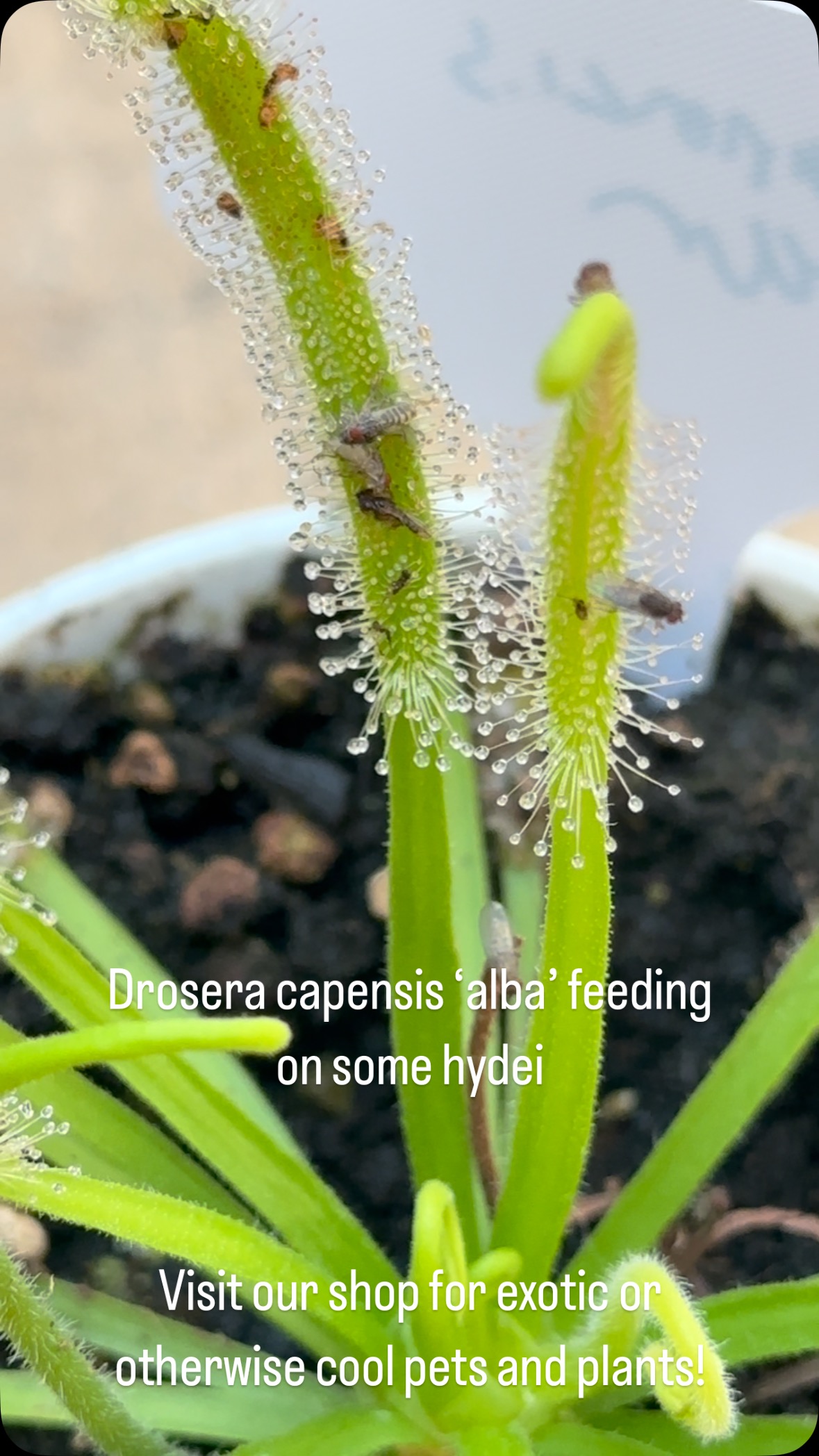 #flytrapaddict #carnivorousplants #venusflytrap #plantcollectors #sundew #sundews #exotics