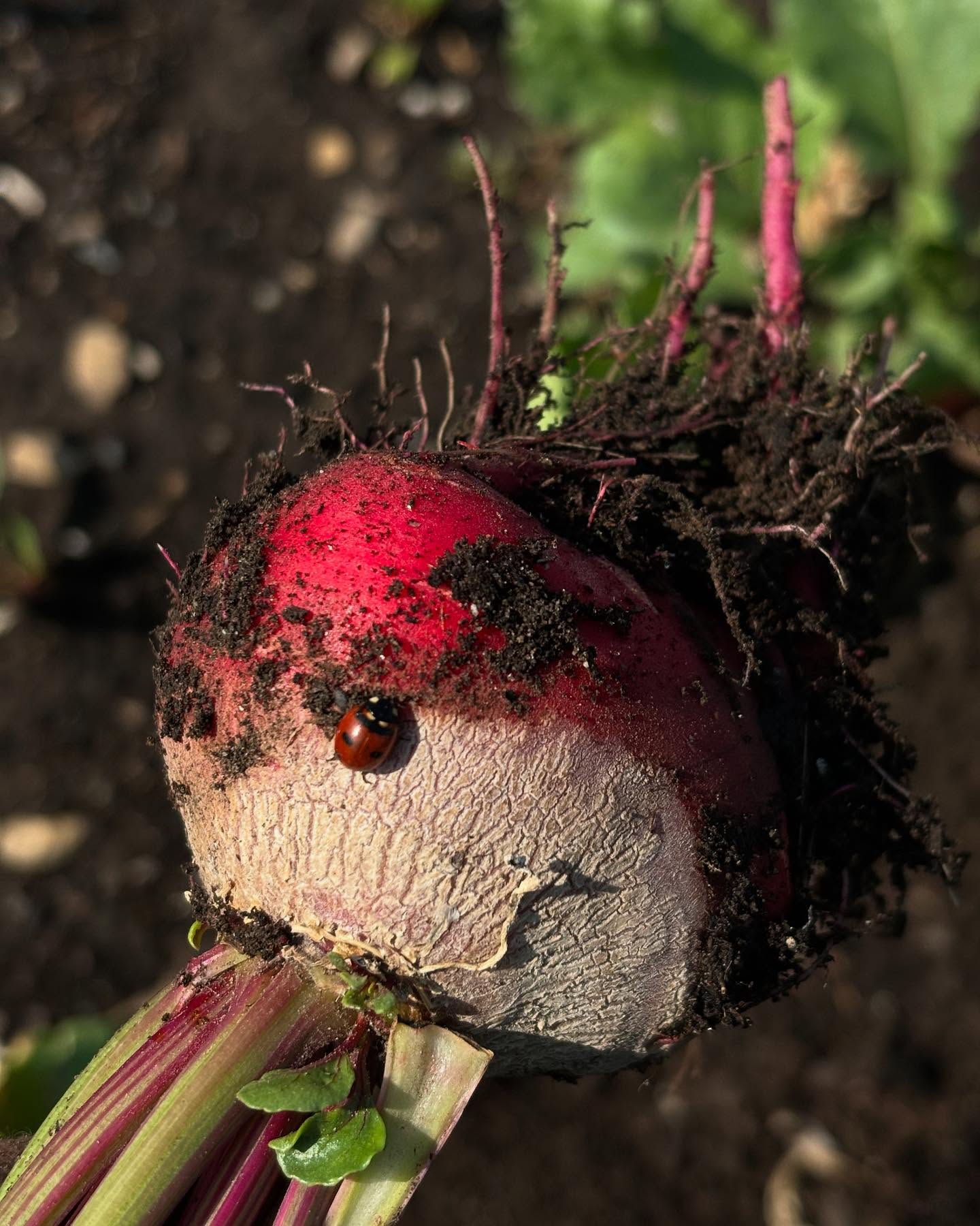 Today is a reminder to pay reverence and show gratitude for our most beautiful awe inspiring planet. On this Earth Day, we honor Mother Nature with our hands in the soil and our skin in the sun. We are constantly reminded of nature’s beauty and power at the farm, and on this special day, we take an extra moment to notice and give our thanks…
Happy Earth Day.
-Lynsey