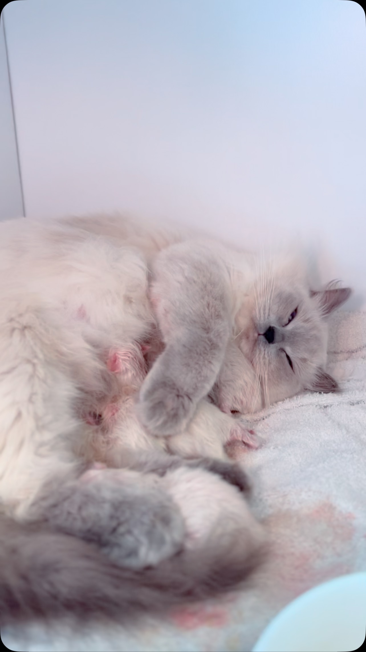 Big day for our first time Mum Lani ✨
So proud of our gorgeous girl 🥰🩷 #ragdollmum
Purrsace Ragdolls
GCCFV registered Ragdoll Breeder
Source # RB109735
#ragdollsofinstagram #ragdollbreeder #catsofmelbourne #catsofinstagram #catsofaustralia #ragdollsofaustralia #ragdollsofmelbourne #ragdollcat #catloversworld #kittenstagram #catofday #catsdoingthings #dogsandcats #catphotography