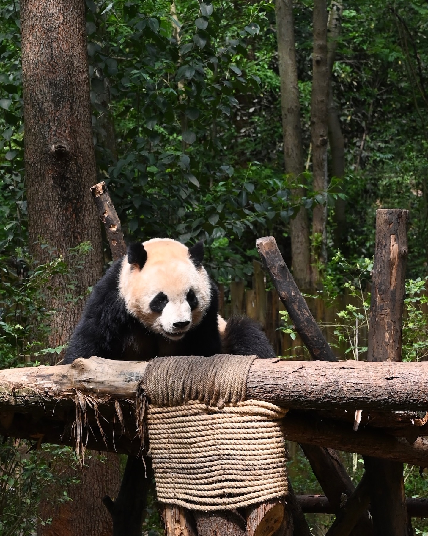 🐼🌶️5-Day Sichuan Adventure: Pandas, Paradise & Peppercorns!
Dive into the heart of China‘s most vibrant province with a fully customized journey blending culture, nature, and unforgettable flavors. Here’s why Sichuan should be your next dream destination:
🐼 Panda Magic
Start in Chengdu, where fluffy giants steal hearts! Visit the world-famous Panda Base and watch cubs tumble like living teddy bears. *(Want deeper magic? Scroll down!)*
🏞️ Jiuzhaigou: Nature’s Masterpiece
Escape to the ethereal landscapes of Jiuzhaigou Valley – turquoise lakes, cascading waterfalls, and Tibetan villages. Our routes combine scenic hikes with cultural insights for a soul-refreshing escape.
🌆 Urban Treasures & Fiery Feasts
Balance wilderness with city charm:
- Sip tea in a Chengdu courtyard, watching face-changing opera
- Brave Sichuan‘s iconic hotpot – a tongue-tingling rite of passage!
- Explore hidden alleys where locals share centuries-old traditions
📩 **DM SICHUAN** to design YOUR perfect blend of wild pandas, jaw-dropping vistas, and spicy culinary quests! 🎋