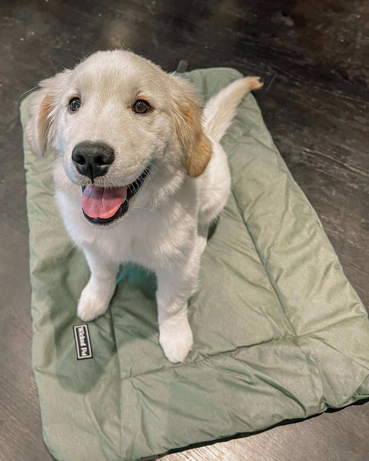 Yesterday was our last session — or at least it was supposed to be! I showed up ready to teach the “middle” cue, and her dad was already using a hand target instead of a food lure. AMAZING! That’s a seriously impressive training move.
Her mom worked with her every single week, and this tiny genius flew past the basics and into advanced behaviors like it was nothing. She’s smart, sweet, and surrounded by an incredible family.
I’m hopeful we’ll work together again soon… because I’m definitely not ready to say goodbye just yet.
Go melt hearts, cause chaos (the good kind), and make someone ridiculously happy, you perfect little goofball.