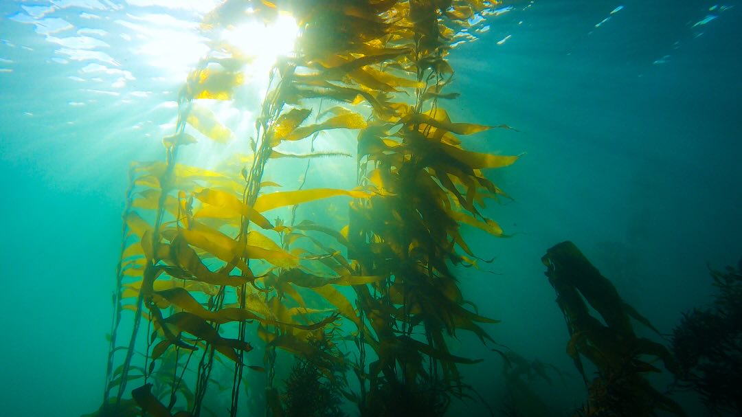 🌊 Hidden forests.
📸 Two years in the making.
🎥 One woman, 70 km of coastline, and a mission to protect what lies beneath.
These stills are just a glimpse. Stay tuned—big announcement coming later this week!
🔗 Learn more: https://exploreyourcoast.co.nz/docu/
#underwaterforests #seaweedstories #comingsoon #kelpforest @wellingtonnz