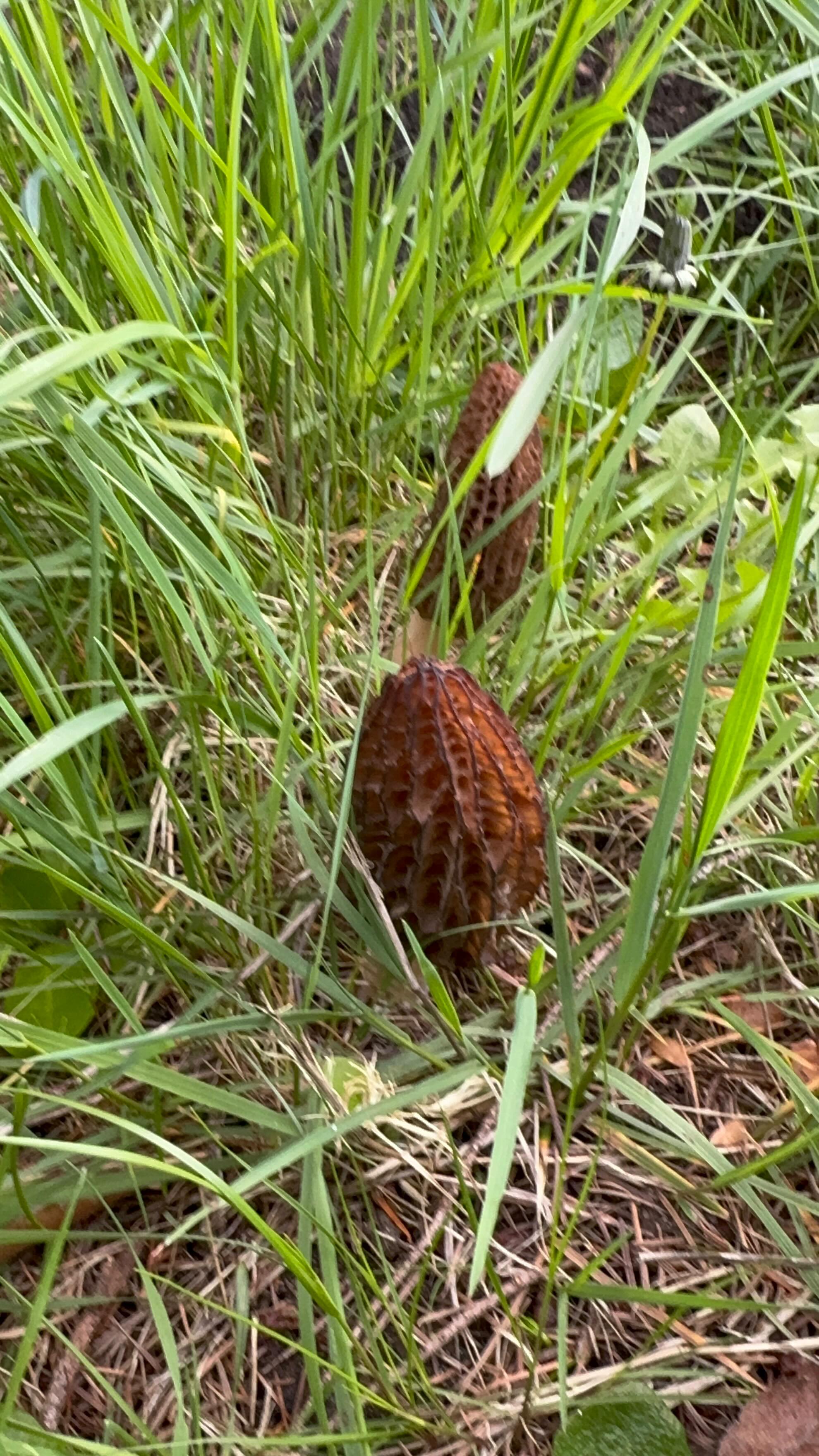 #AlpineTruffle Orchard isn’t just for truffles — morel season is here!💫💫💫#alpinetruffle #alpinetruffleorchard #truffletrees #growtruffles #greenhouse #morel #growtruffle #morels #morelmushrooms #funday #sunshine #spring #magickingdom # magicfungi