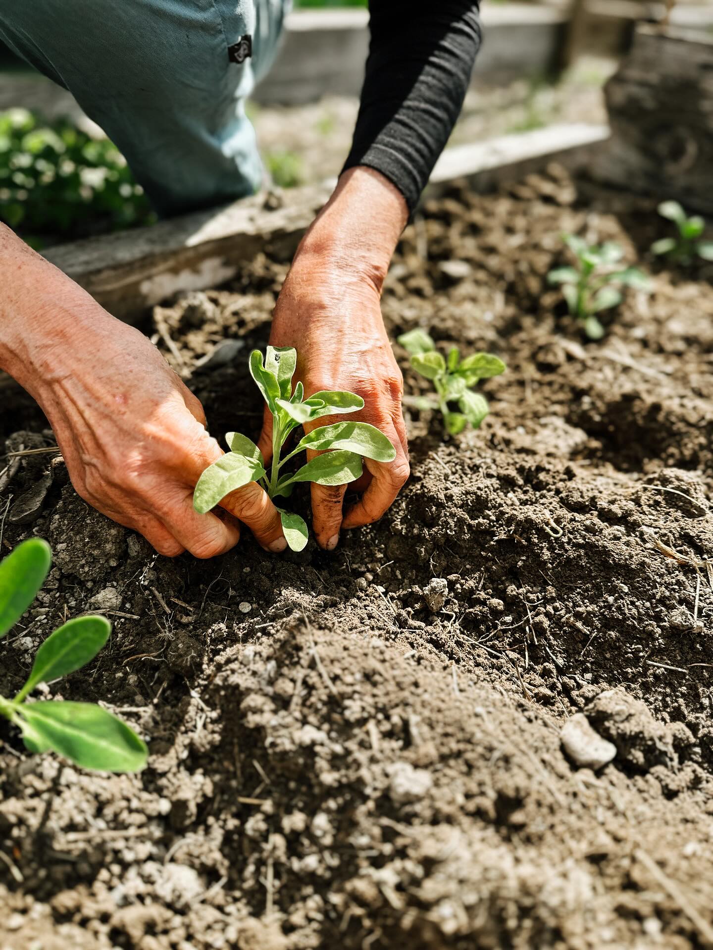 Wir nutzen das schöne Wetter und sind fleißig im Garten.
Heute ist es ein Familienprojekt - ich liebe es.
#blumendieanmorgendenken #flowerbauern #bluehmelei #blumengarten #blumenmachenglücklich