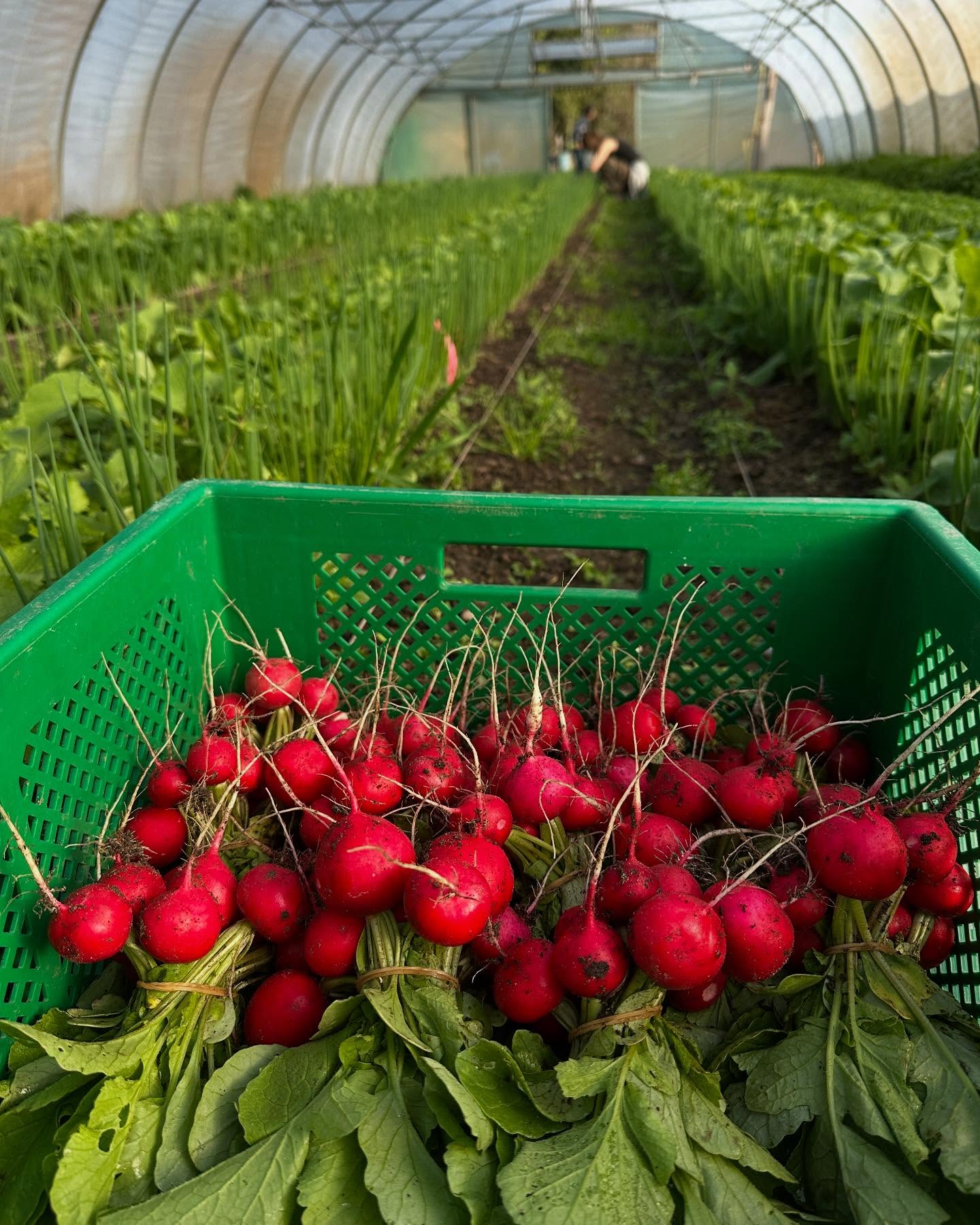 Bei so einer schönen Ernte macht das ernten aber mal so richtig Spaß
#solawi #solidarischelandwirtschaft #hitzacker #csa #marketgarden #marketgardening #marktgarten #gemuese #wendland