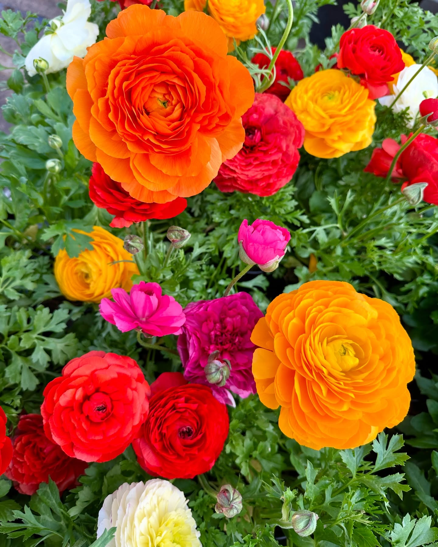 Ranunculus, a spring time stunner known for its layered rose-like petals and ability to thrive in cool weather.