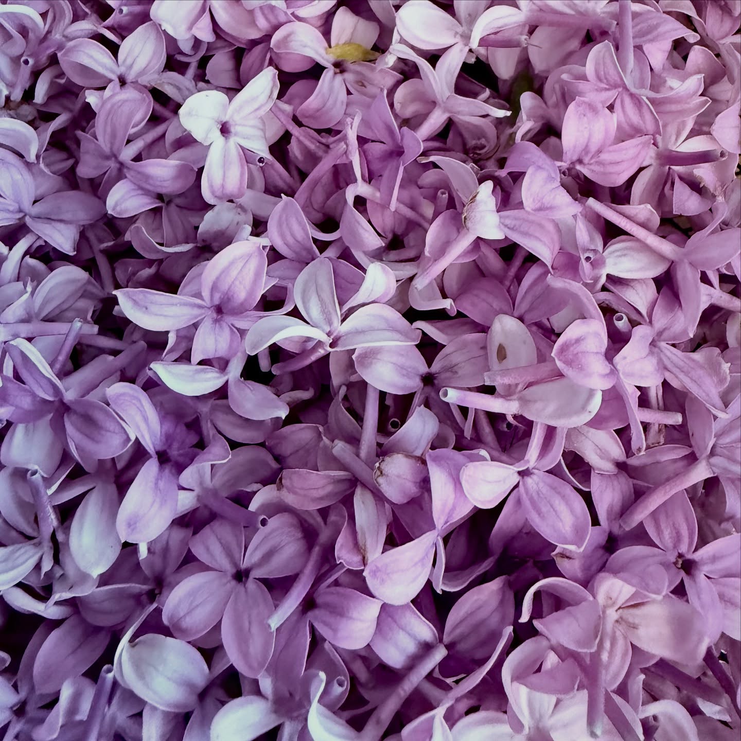 It’s lilac season and probably one of the few photos you can smell just looking at it! From the beautiful purple hues to the delicately sweet aroma it’s hard not to love lilacs. The studio has never smelled better. This harvest will go on to become products for you. More to come. #artifacktapothecary #botanicalbeauty #springflowers #lilacgarden #eastertime #flowerharvesting #essentialoils #herbalism
