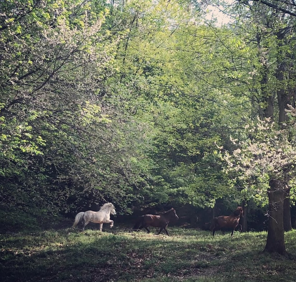 Unsere Nachzucht vom Schlössl – fein im Charakter, klar im Ausdruck und bereit für die ersten Ausbildungsimpulse.
Wir legen großen Wert auf ein sicheres Fundament: Ruhe, Vertrauen und eine harmonische Basisarbeit stehen an erster Stelle.
Mit Liebe gezüchtet, mit Gefühl gefördert – für Partner, die Menschen wirklich berühren.
La nostra giovane generazione “vom Schlössl” – carattere nobile, sguardo chiaro e pronti per i primi passi nell’addestramento.
Per noi contano le fondamenta: calma, fiducia e un lavoro di base in armonia.
Allevati con amore, cresciuti con sensibilità – per diventare veri compagni di vita.
📸 @amelievonlongo
#vomSchlössl #Nachzucht #haflinger #jungpferde #giovanicavalli #pferdeliebe #jungpferdeausbildung #basisarbeit #feinimkopf #haflingerliebe #zuchtmitherz #reitzauber #alpscoliseum #vertrauenimblick #equinemoments #horsephotography #horsesofinstagram #futurepartner ✨🐴🌱