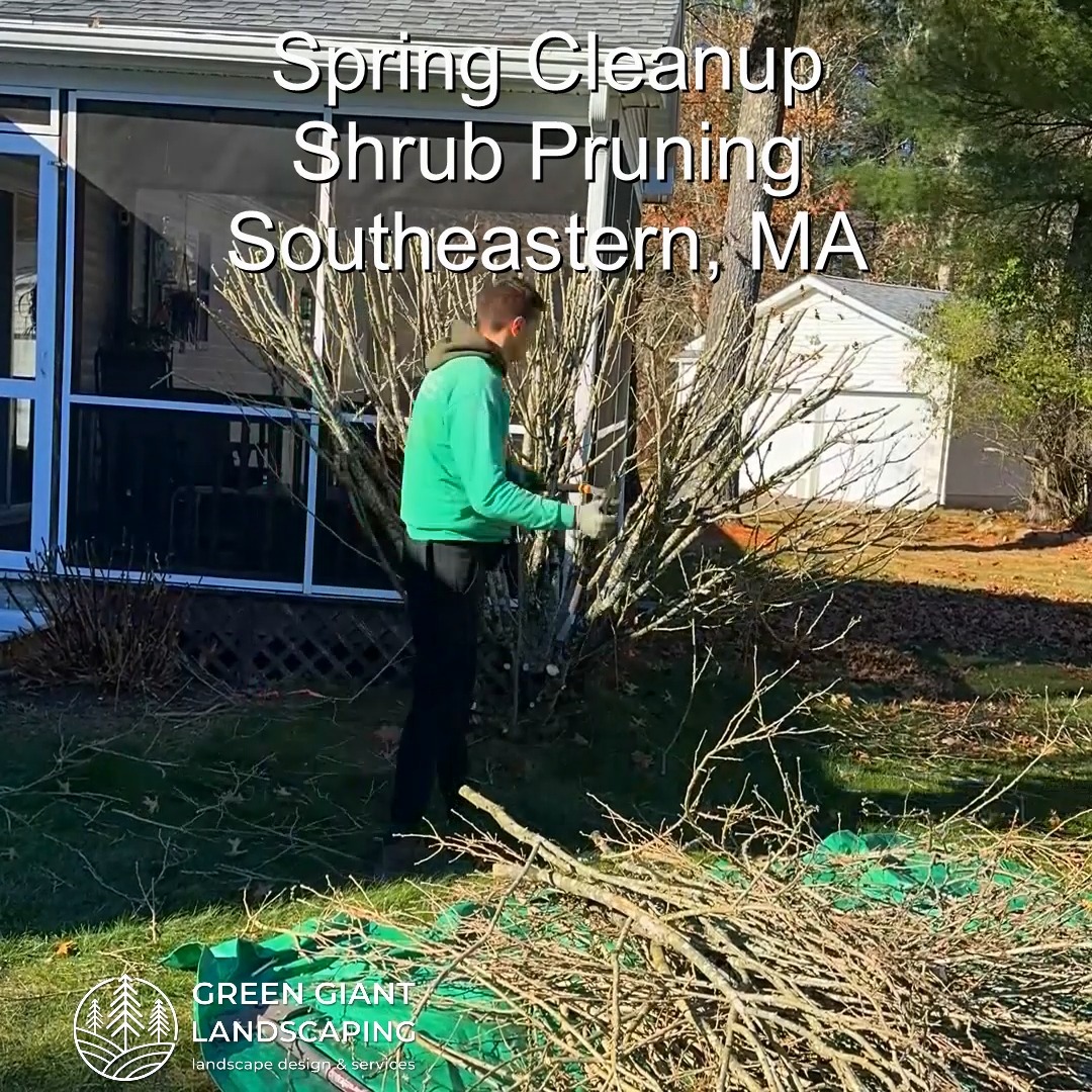 Sping Cleanup 2025: Shrub Pruning.
Landscaping Southeastern, MA.
Call now for your free quote!
Plants installation
Tree and shrub care
Seasonal cleanups
Bobcat services
Old overgrown shrubs removal
Mulch installation
Garden maintenance
Professional Landscape Design.
https://www.greengiantlandscaping.com/post/spring-cleanup-2025-prepare-your-landscape-for-a-new-season
Phone:
+1 413-406-9094
#landscaping #landscapedesign #gardening #gardendesign #landscaper #landscapearchitecture #treeandshrubtrimming #mulch #Massachusetts #southshore #newton #boston #hingham #marshfield #scituate #NewtonMA #scituatema #milton #canton #wellesleyma #SpringCleaning #shrubtrimming #shrubcare #plantingseason #plantingtrees #plantingdesign #gardentransformation #springcleanup #mulching