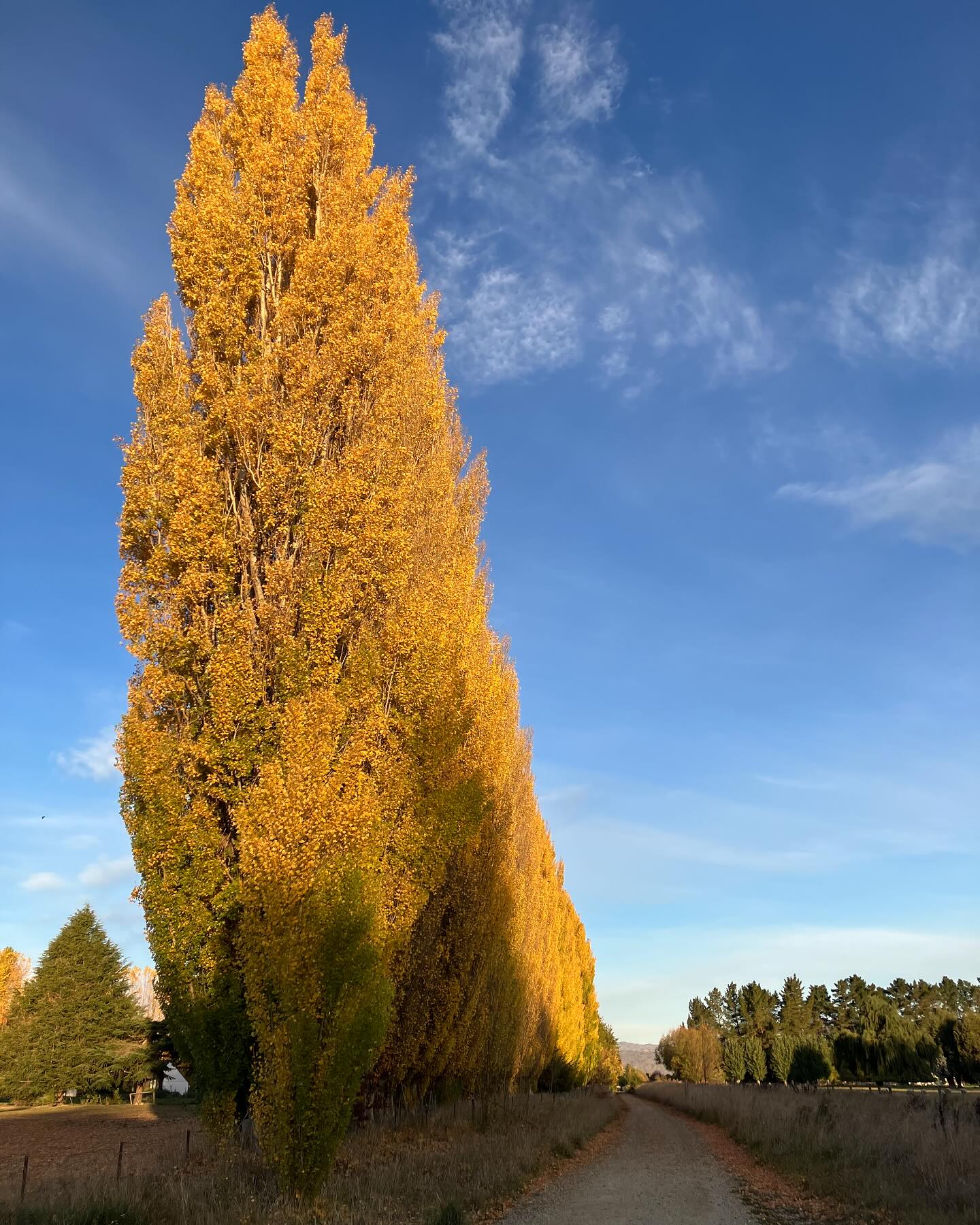 Gorgeous colours on my ride after work today #autumn #autumncolours #centralotago #cycleride #railtrail