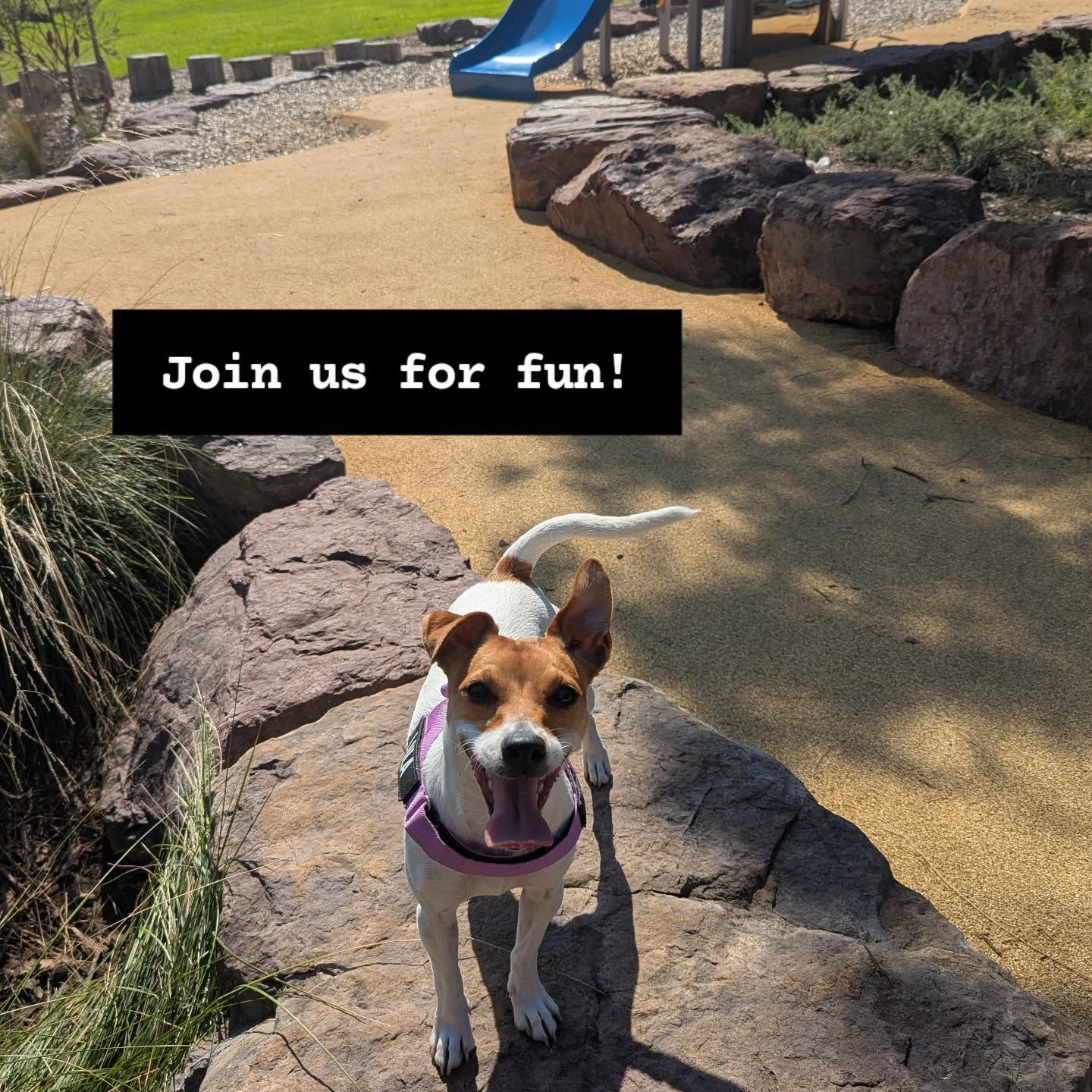 Here is the schedule for My Pet Tutor events on week 2 of these school holidays.
Hope to see you!
Monday
9am supervised dog park play at Farm Rd dog Park
7pm Indoor Social session at Bark Park
Tuesday
9.15am Walk around Chelsea Bicentennial park and wetlands.
2pm Indoor Social session at Bark Park
5pm supervised dog park play at Snowdon Drive Cheltenham
Wednesday
930am Walk from Parkdale beach Mentone.
Thursday
2pm Indoor Social session at Bark Park
5pm supervised dog park play at Kevin Hayes reserve Mordialloc
Good Friday
10am supervised dog park play at Wishart Reserve Dog park, Hampton East
Easter Monday
10am Walk at Safety Beach and Marina
*Weather dependent.
-Park Play and walks are FREE to attend.
- Group Socialisation at bark Park is $30 per dog. Including entry, dog treats and advice ๐
- Private socialisation training is $75, booked separately
***RESERVATIONS ESSENTIAL***
To book and more info head to www.mypettutor.com.au/parkplay