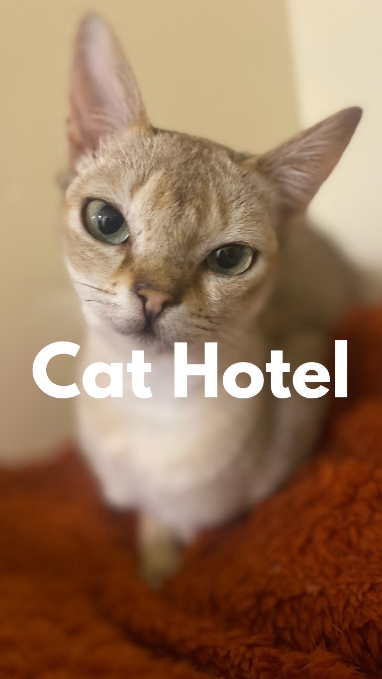 Lothersdale Pet Retreat Cat Hotel, the purrfect home-from-home cattery 😻
#cathotel #catterycat #catsonholiday #catlover #cutecats #funnycats #lovecats