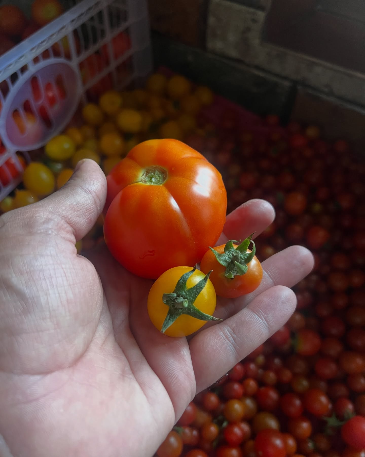 We grow most of vegetables for home in our farm. Now we have the harvest of tomato and cherry tomato for our home. It is great and healthy to have vegetables which does not carry poisonous chemicals in them. #homegrown #tomato #cherrytomatoes🍅