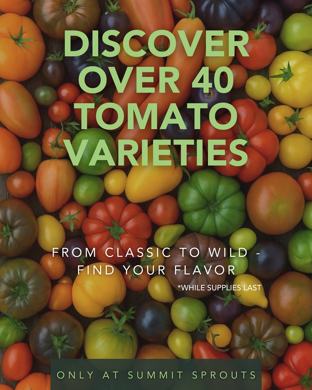 Did You Know?🍅🌱
We’re growing over 45 different tomato varieties at Summit Sprouts this season! • From cherished heirlooms like Brandywine and Cherokee Purple to exciting newcomers you won’t find in stores — our greenhouse is packed with tomatoes bursting with history, flavor, and personality.
Whether you’re a sauce maker, sandwich enthusiast, or cherry tomato snacker, we’ve got your perfect match. Our selection has been carefully curated from 35+ years of growing experience right here in Hayden.
You’ll find trusted classics like:
• Beefsteak - the ultimate slicing tomato
• Celebrity - dependable and prolific
• San Marzano - prized for pastes and sauces
• Super Sweet 100 - bursting with sugary flavor
• Sungold - golden, sweet, and addictive
And rare, flavor-packed treasures like:
• Currant Tomatoes - tiny and intense
• Bumblebee Sunrise - striped and snackable
• Great White - creamy, low-acid heirloom
•Jersey Devil - long and meaty, made for sauce
• Aunt Ruby’s Green - tangy and vibrant
• The Purple Tomato - deeply pigmented and antioxidant-rich
• Carbon - smoky, rich, and dark
• Abraham Lincoln - a presidential pick with deep roots
Come visit us and let our team help you find the tomato that fits your garden and your taste buds!
Locally grown. Expertly selected. Always delicious.
Let us know your favorite variety!
#SummitSprouts #localbusiness #HaydenGardening #HeirloomTomatoes #IdahoGrown #FromClassicToWild