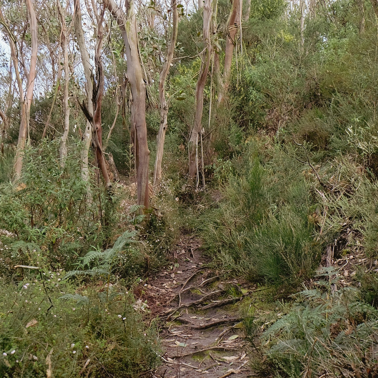 The “Halfway Hoddle” – Midpoint of the Prom Coast Ecolink 🌿
Tucked away in Fish Creek, the Hoddle Range is home to an incredibly diverse patch of native vegetation – much of which hasn’t yet been fully documented.
Located halfway between the Strzelecki Ranges and the Prom Coast, the Hoddle Range plays a vital role in our vision to connect these landscapes through a network of ecological corridors, or biolinks.
Here you’ll find a rich mosaic of vegetation types: heathlands, damp forests, temperate rainforests, and woodlands of the nationally significant Gippsland Mallee (Eucalyptus kitsoniana).
This range hosts undisturbed remnants, regenerating native bush, fern-lined gullies, and rocky outcrops that provide habitat for native wild orchids.
Wildlife is abundant and it’s not uncommon to spot wedge-tailed eagles soaring overhead or wallabies and eastern grey kangaroos grazing.
We’re partnering with local landholders and conservation stakeholders to conduct detailed biodiversity surveys. These will help confirm the area’s ecological significance and provide landholders with valuable insights into biodiversity and opportunities for collaborative pest and weed management.
✨ “The time to protect what is too precious to be lost, is now.” – Rachel Lowry, CEO, Bush Heritage.
If this resonates with you and you have a property in or around the Hoddle Range, we encourage you to reach out.
#PromCoastEcolink #Biodiversity #ConservationMatters #biolink #connectivity #EcologicalCorridors #wildlifecorridor #southgippsland #fishcreek #strzeleckiranges #promcoast #wilsonsprom #wilsonspromontorynationalpark #hoddlerange