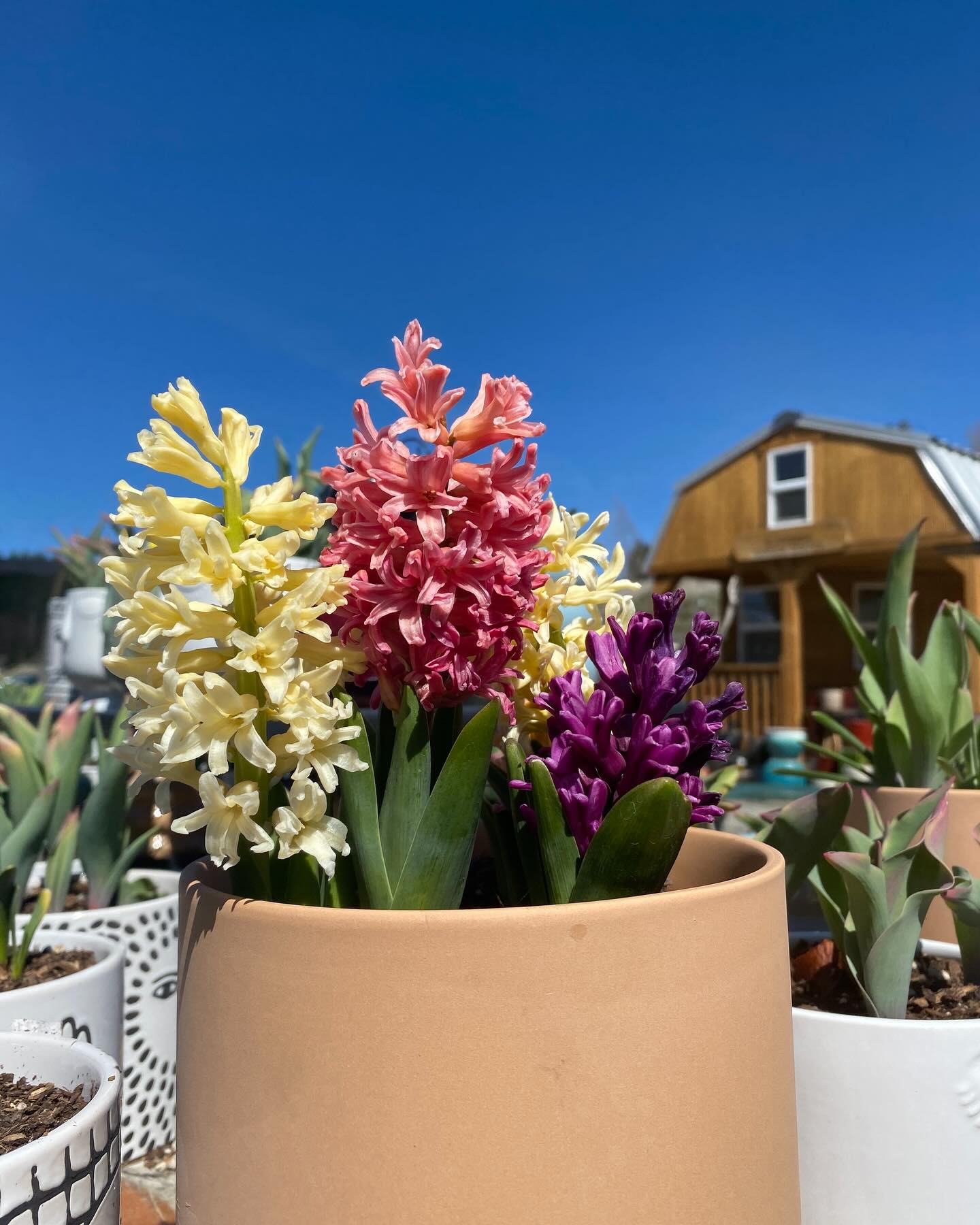 Soil delivery is here! Updated stock of all of your favorite soils and conditioners are available for your garden!
Open Thursday-Monday 10am-4pm