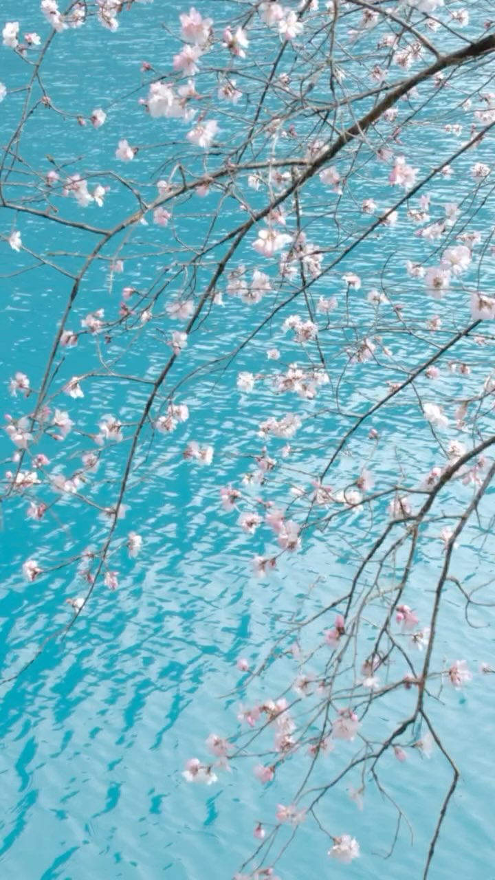 Will You Miss It Again? - Catch JiuZhaiGou’s 2025 Pink Miracle 🌸🌿🎋
🌌 JiuZhaiGou: The Legend You Thought You Knew
Textbooks barely scratch the surface. Before you lies a UNESCO-listed paradise where turquoise waters blush under peach blossoms—a dance of geology and grace that even poets struggle to capture.
🌸 Why Blossoms Matter Here
Every April and May, wild peach trees erupt in cotton-candy hues, their petals clinging to slopes carved by ancient earthquakes. These blooms aren’t just spring’s signature—they’re China’s timeless metaphor for love, renewal, and chances that refuse to wait.
🗺️ Between Pandas and Peaks
Imagine a land where Chengdu’s dumpling-scented alleys 🥟 melt into Tibet’s Himalayan silence 🏔️. JiuZhaiGou sits at the crossroads—reachable via bullet train or scenic drive from Sichuan’s paddy fields to skies so clear, you’ll swear stars are within reach.
💎 How Disaster Birthed Magic
Millennia ago, seismic tantrums forged mineral-rich lakes that mirror the heavens. Today, those same waters cradle fallen petals—nature’s reminder that beauty often rises from chaos.
🌠 2025’s Blossom Prophecy
This year, let peach flowers be your compass. Walk trails dusted pink, breathe air sweetened by blooms, and let JiuZhaiGou rewrite what you thought possible.
💗Fun fact: Locals say couples who wander here under peach trees find their love magnified—just saying.
⏳ Don’t Let This Chapter Close Without You
DM us @woksandwonders for itineraries crafted by those who know every hidden waterfall and blossom-kissed valley. Tag your forever travel buddy below—or the one you’re still manifesting. 🌸
#HopeInBloom #ChinaUntamed #PeachBlossomPromise #travelchina #woksandwonders