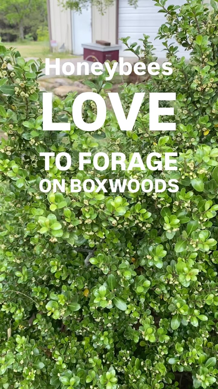 I’ve never thought much about the boxwoods much. They’re kind of a basic landscape bush that doesn’t stand out for any reason. But this time of year they are covered in tiny little nondescript blooms that the honeybees take notice of and spend all day foraging upon. As luck would have it, there happens to be one just outside the entrance of one of our hives.
#beekeepers #boxwoodhedge #forage #beekeeperslife #honeymakers #sweetlikehoney #farmlife