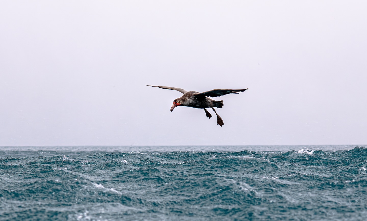 Pétrel de hall,
ombre ailée entre deux mondes,
venu murmurer aux courants ce que les hommes ont oublié.
#PétrelDeHall #MessagerDesVents #lumix #lumixfr #natgeoyourshots #natgeo #sigma #nature #georgiedusud