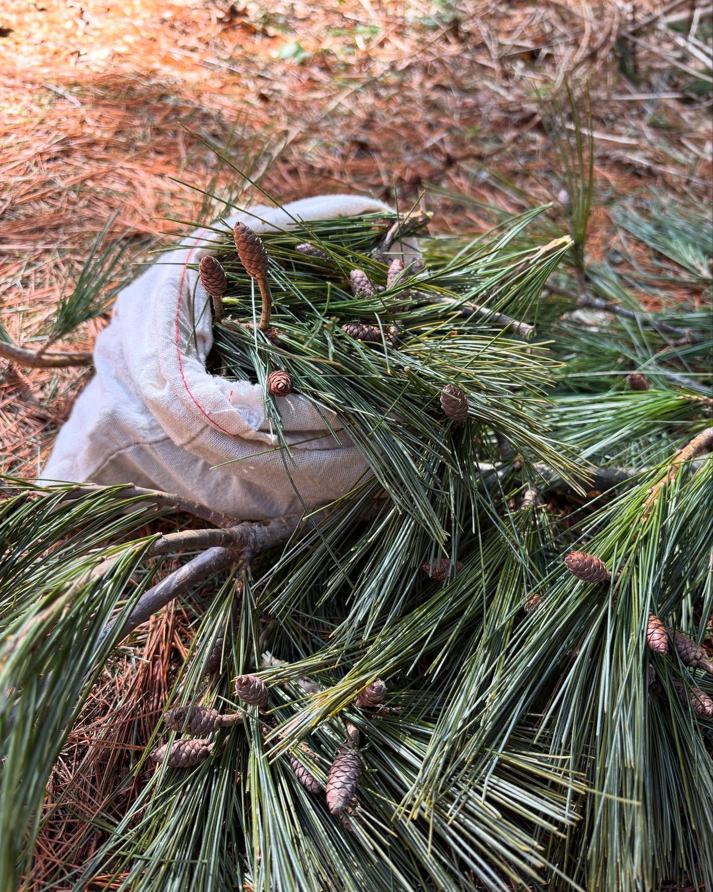 | CURIOUS ABOUT WILD FOOD? |
...not sure where to start?
Join me in the forest this spring for a gentle, hands-on Foraging Adventure where we’ll explore how to bring wild flavours into your kitchen and your glass.
Think pine tip infusions, forest teas, and ingredients hiding in plain sight.
Whether you’re totally new or simply looking to deepen your connection with the land, this walk is a beautiful entry point into the world of foraging.
Upcoming dates:
Saturday, April 27
+
Saturday, May 4
9 AM – 11 AM
Near Bradford, Ontario (location shared prior to event)
Tickets + details at https://www.thehonourableharvest.com/foraging-walks