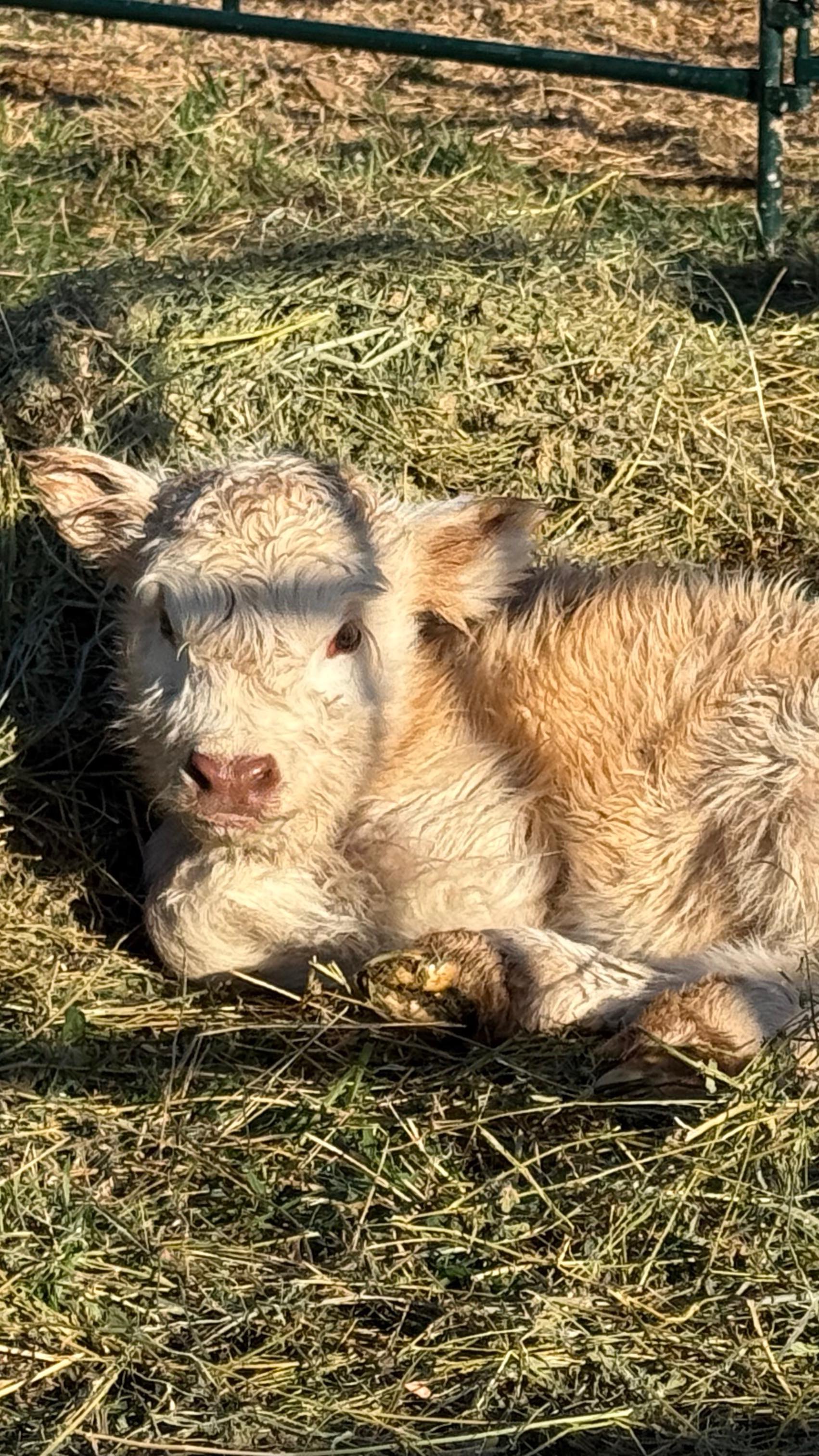A week ago we welcomed Nasia as the first Little Tree Ranch calf. Her name is Hebrew for God’s Miracle. We are so blessed to have neighbours who were able to drop everything to give us a hand with this tough birth. While we were pulling her our neighbour said it would be a miracle if the calf wasn’t still alive and at that point we were hoping to save the cow. Well out popped a vigorous and healthy calf!
#ranch #highlandcow #highlandcattle #highlandcattleofinstagram #highland #farm #cow #farming #ranchlife #mountains #calf