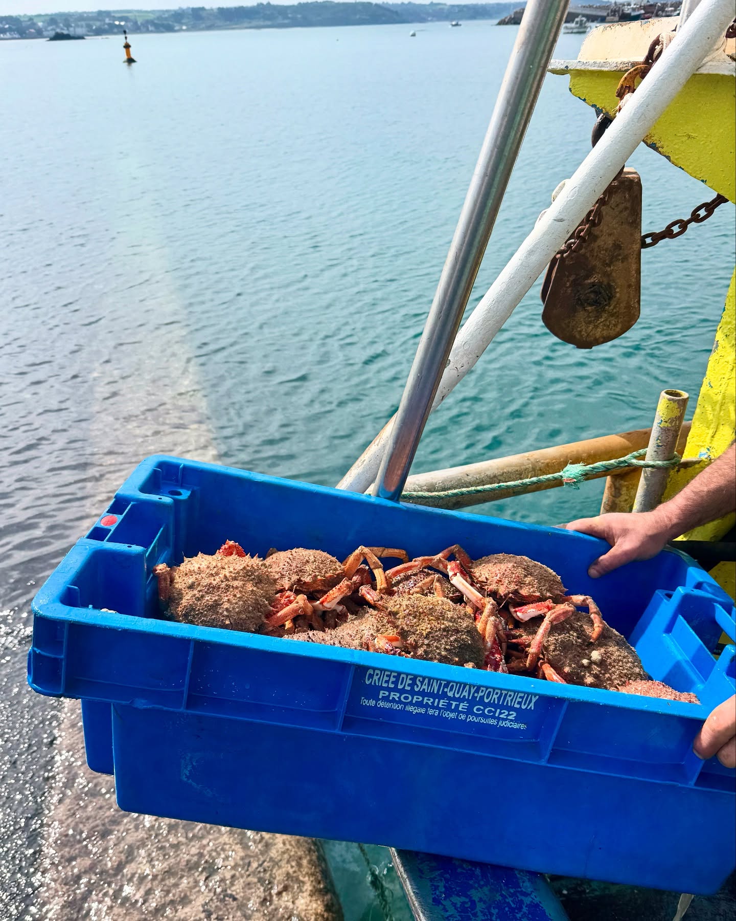 Bonjour à tous,
On se retrouve de 10h à 12h demain, nous aurons uniquement des araignées de mer et des moussettes 🦀 😋
De quoi ce régalez pour ce week-end de pâques 🐣🪺
Bonne soirée 💨☔️🌧️
#providence #araigneesdemer #araignees #poisson #fish #local #ultrafrais #coquillessaintjacques #coquillesaintjacquesdelabaiedesaintbrieuc #coquillesstjacques
#venteendirectdupecheur #femmemarinpecheur #womenofthesea #womenfishing
#erquy #erquytourisme #bretagne #capderquyvalandré
#bretagnetourisme #mydinancapfrehel #bretagneforever #pourdebon #expedition #24h