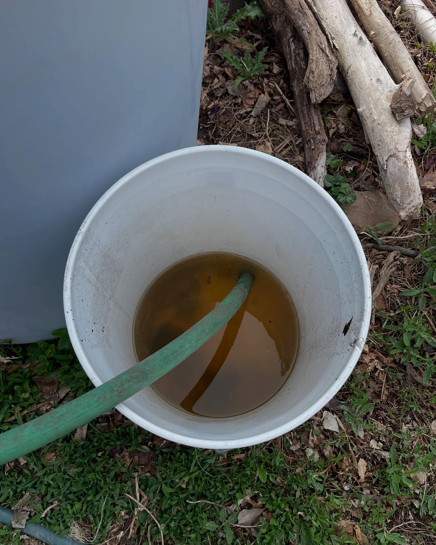 Last fall I filled this water tank with bindweed I pulled. You can’t leave bindweed in the field because it can easily regrow, and it is really hard to kill through composting. So I filled the tank with water and bindweed. After 6 months, this created what many people refer to as compost tea or weed tea. Nutrients from the plant material are absorbed by the water. However, I don’t think I will do this again. I used some of the water and the smell is terrible. Like really bad. I have neighbors who are very close and they like me. I want to keep it that way haha