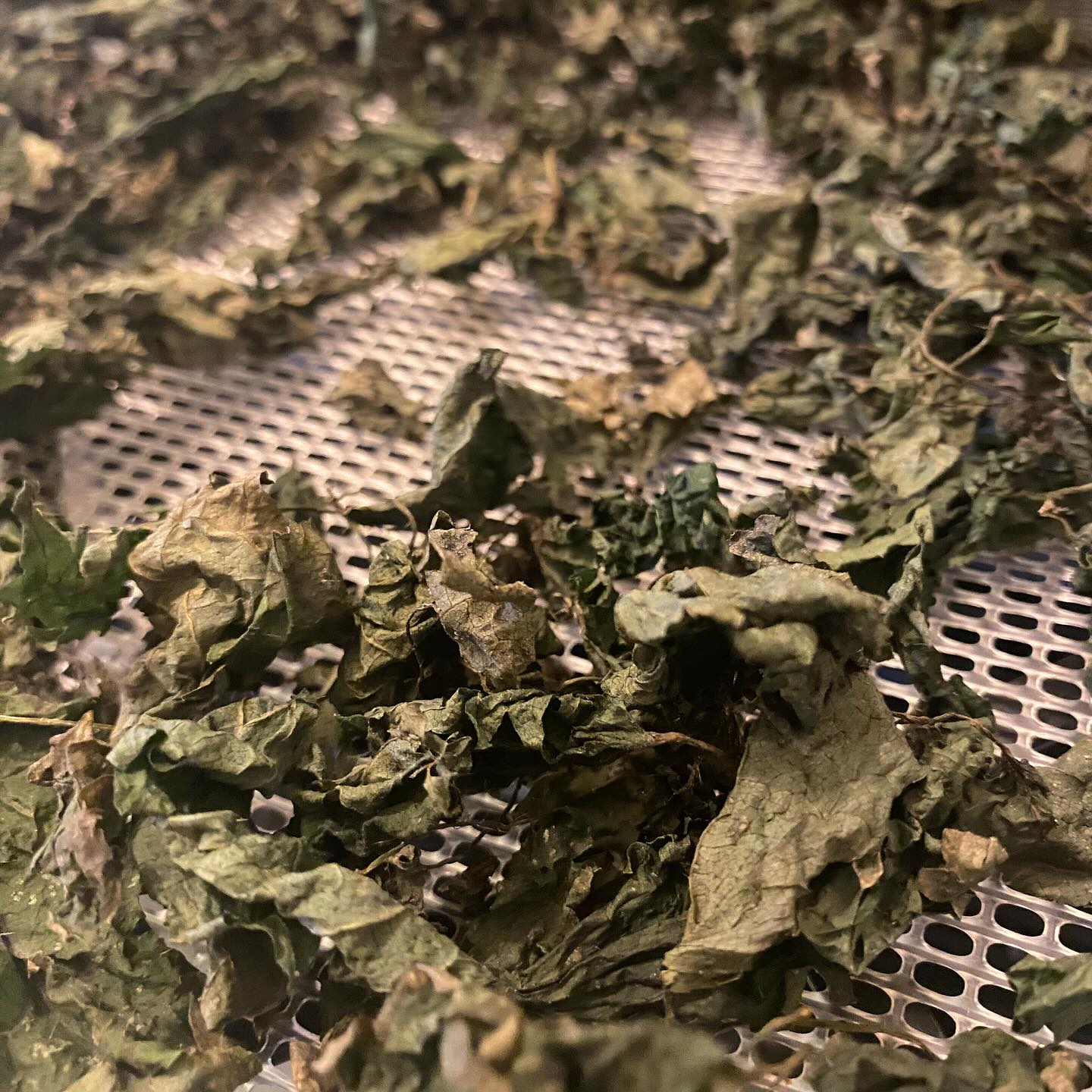 The autumn gifts of harvest are so bountiful right now. This is the nettle and mushrooms I harvested and made saffron milk cap powder and vinegar. We are adding it to most savoury food now as a cheesy nutritional yeast vibe. And nettle tea daily.
Today we harvested blood oranges, lemons, mandarins, cumquats and Brazilian cherries. The earth is pouring out the gifts right now.
#wildforaged #harvest #autumnharvest #abundance #entheobotanica #rebelherbal #herbalism