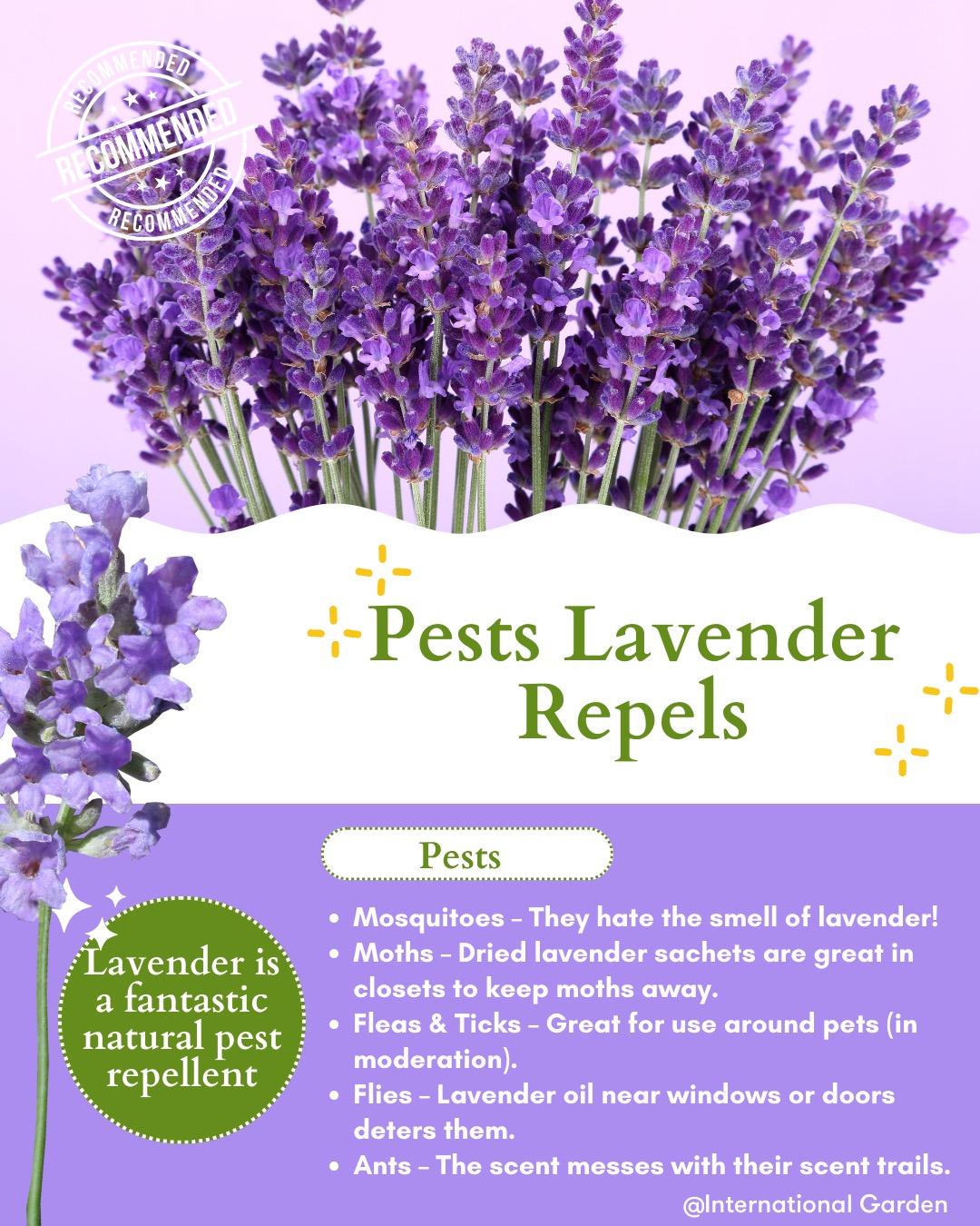 Lavender is a fantastic natural pest repellent! Its strong scent contains compounds like linalool and camphor, which many insects dislike. Here’s how lavender helps fight pests:
🌿 Pests Lavender Repels:
Mosquitoes – They hate the smell of lavender!
Moths – Dried lavender sachets are great in closets to keep moths away.
Fleas & Ticks – Great for use around pets (in moderation).
Flies – Lavender oil near windows or doors deters them.
Ants – The scent messes with their scent trails. #gardening #gardenlove #gardeninglife #gardeningtips #pestcontrol #ireland