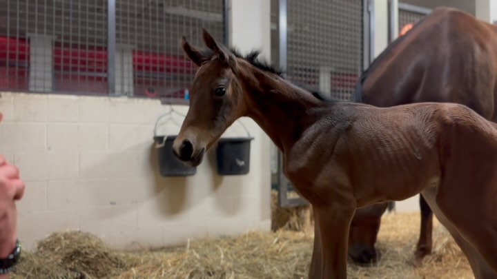 Maiden mare Fiji caught us totally off guard and had this exquisite filly yesterday afternoon. Our first third generation foal! Happy to introduce Madonna QC (Monterey x Han. Pr. Fabienne QC by Franziskus FRH x Royal Classic x Diamond Hit).
Thanks to the team at @selectbreeders for getting another healthy foal on the ground for us! Fiji is being a wonderful mom.
#quanticosporthorses #breedingwithapurpose #breedingforthefuture #usbred #equine #horses #horsesofinsta #horsesofinstagram #dressage #dressagehorse #franziskusstallion #franziskusfrh #montereystallion #hanoverian #hannoveraner #americanhanoveriansociety #foalsofinstagram #2025foals #foalsof2025