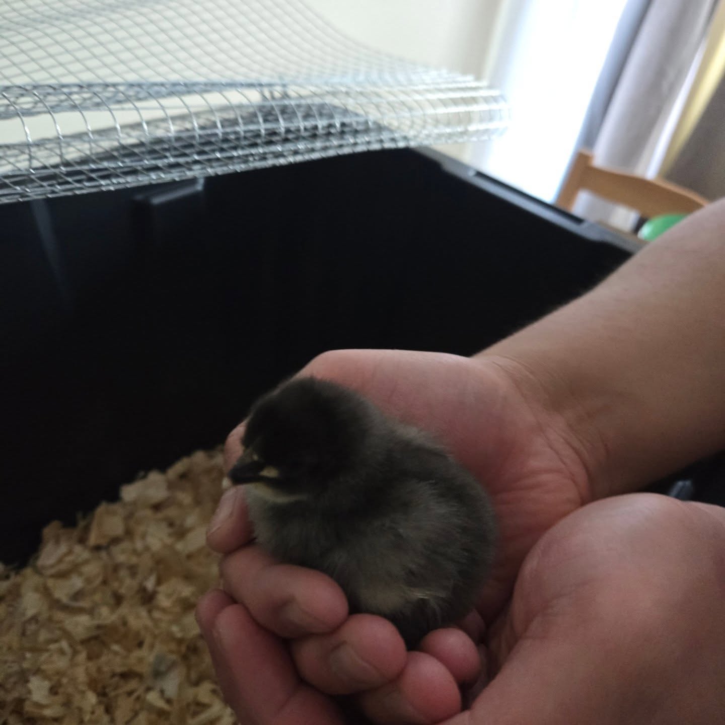 Update: Due to the rainy forecast, this week's Roots & Boots event is moving to Sunday!
Same time, same place — we’re just giving the garden an extra day to dry out. We hope to see you there for a fun day of gardening, meeting the chicks, and a nature walk! Thanks for rolling with the weather with us!